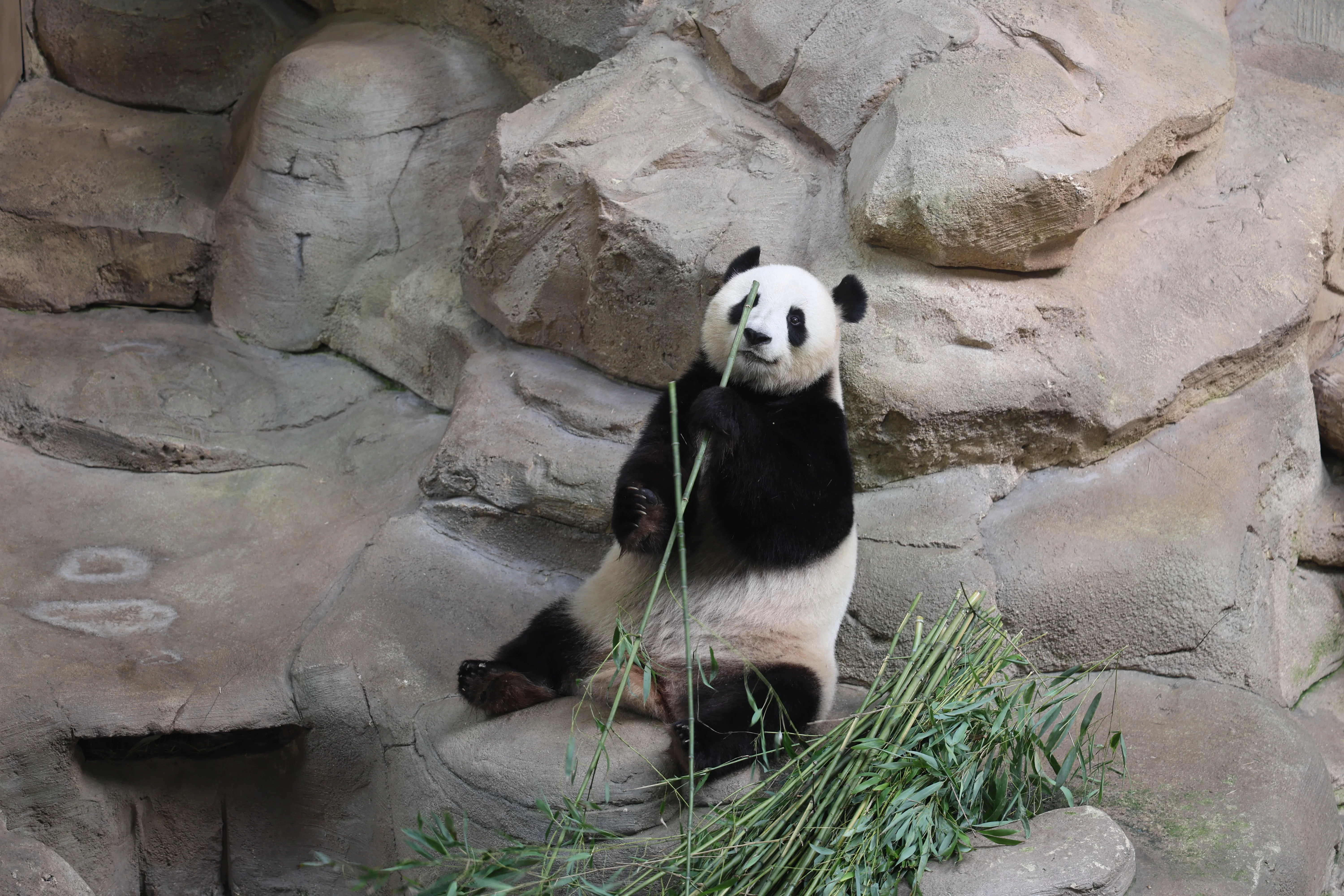 ZooParc de Beauval
