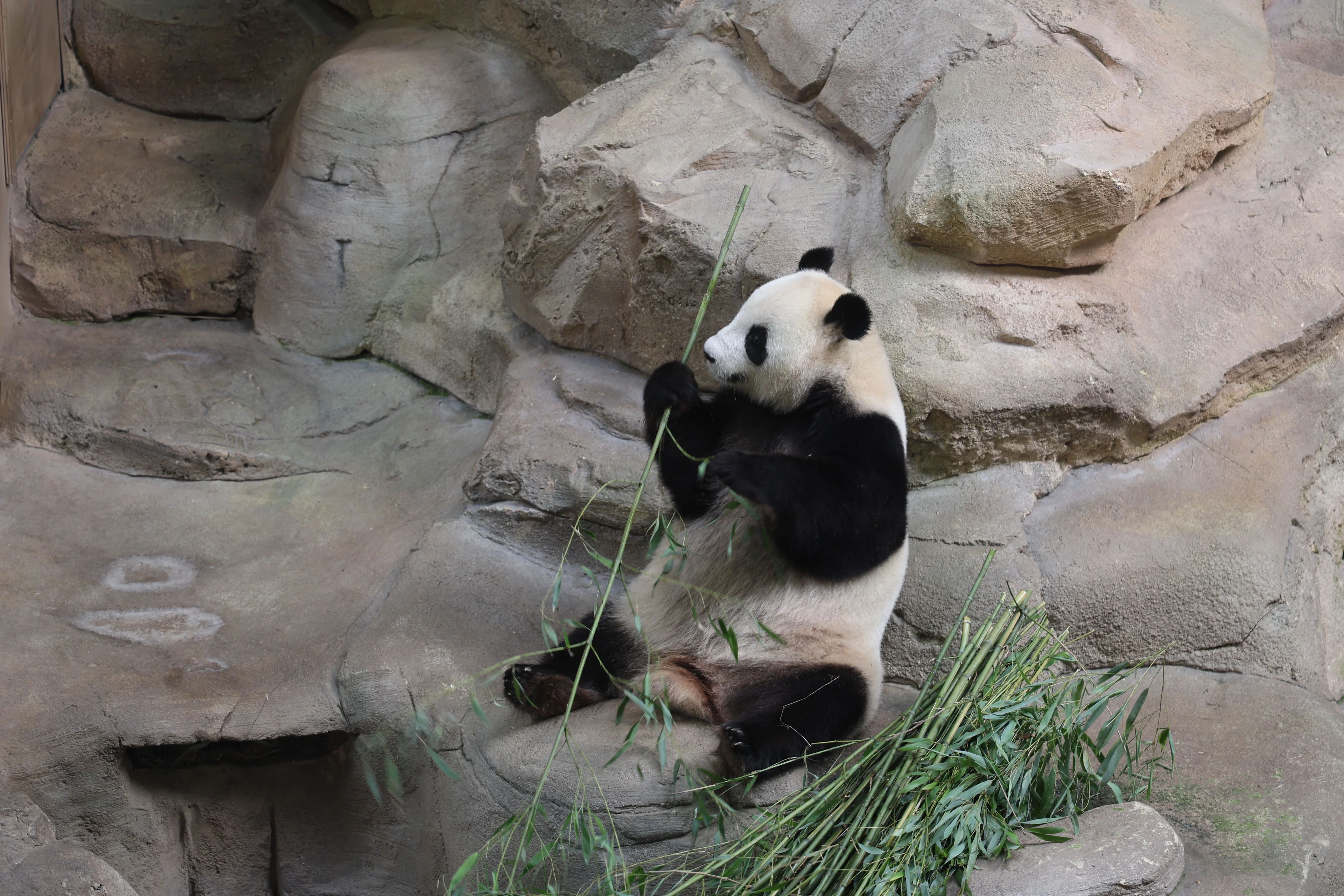 ZooParc de Beauval
