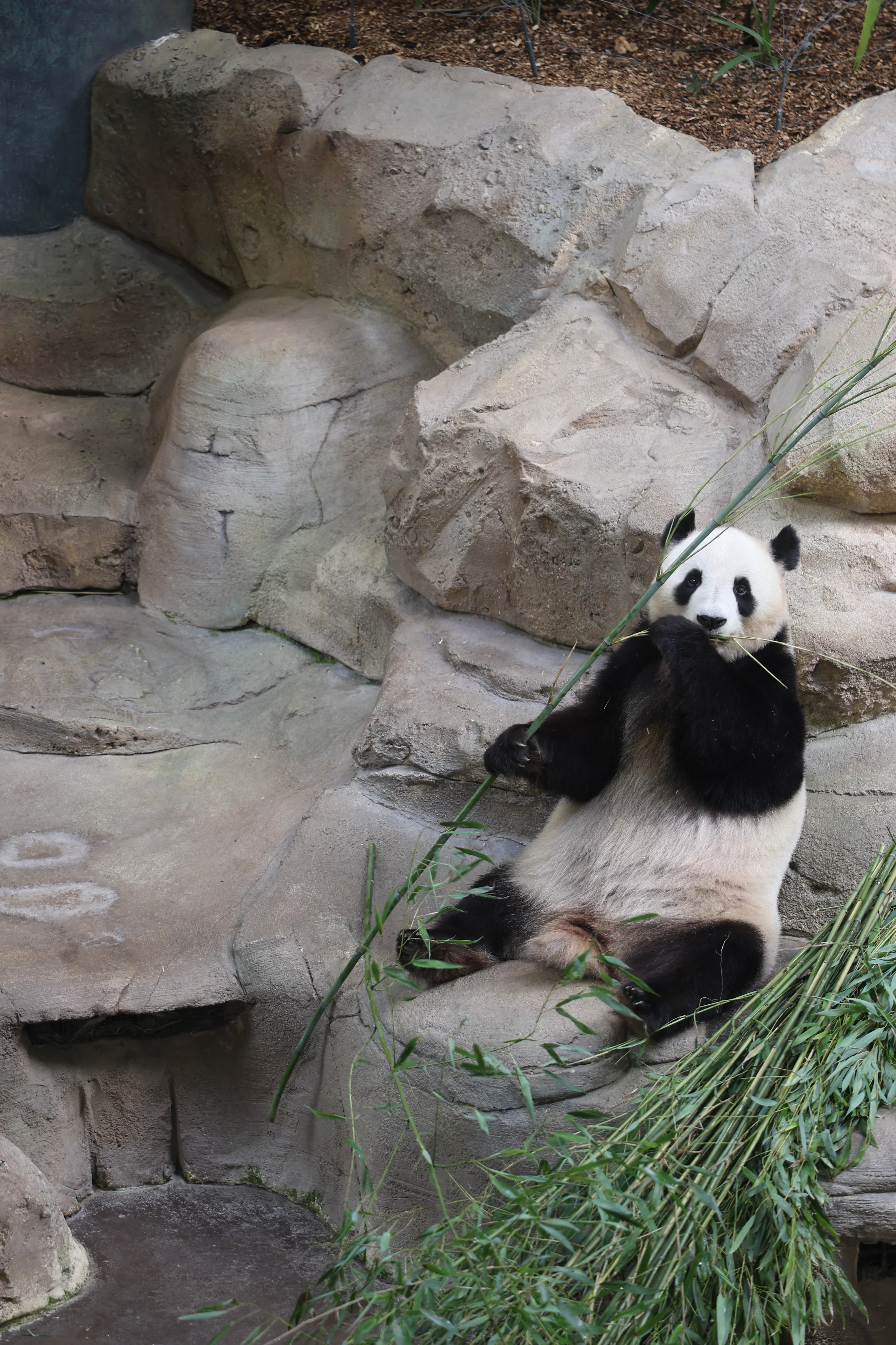 ZooParc de Beauval
