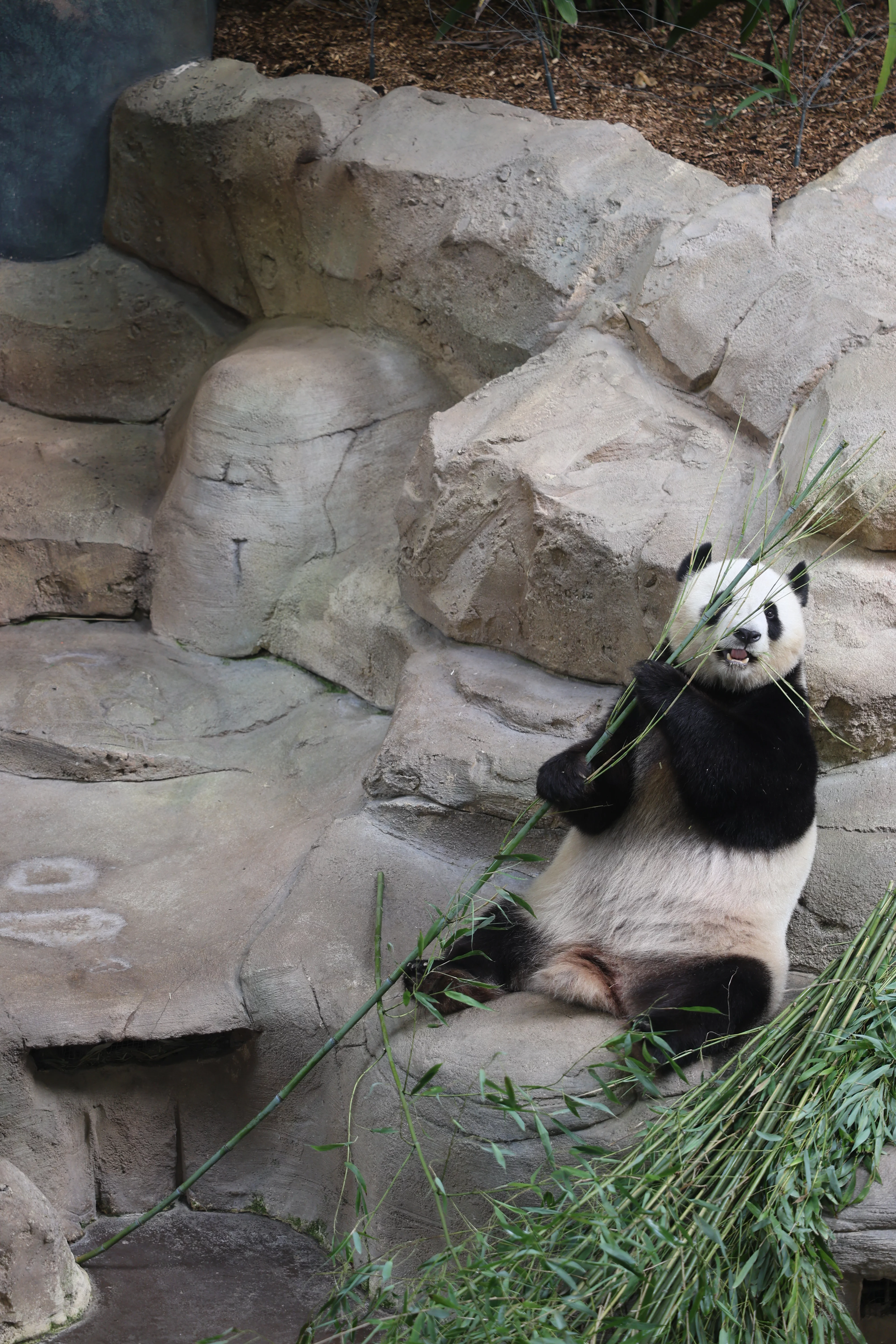 ZooParc de Beauval