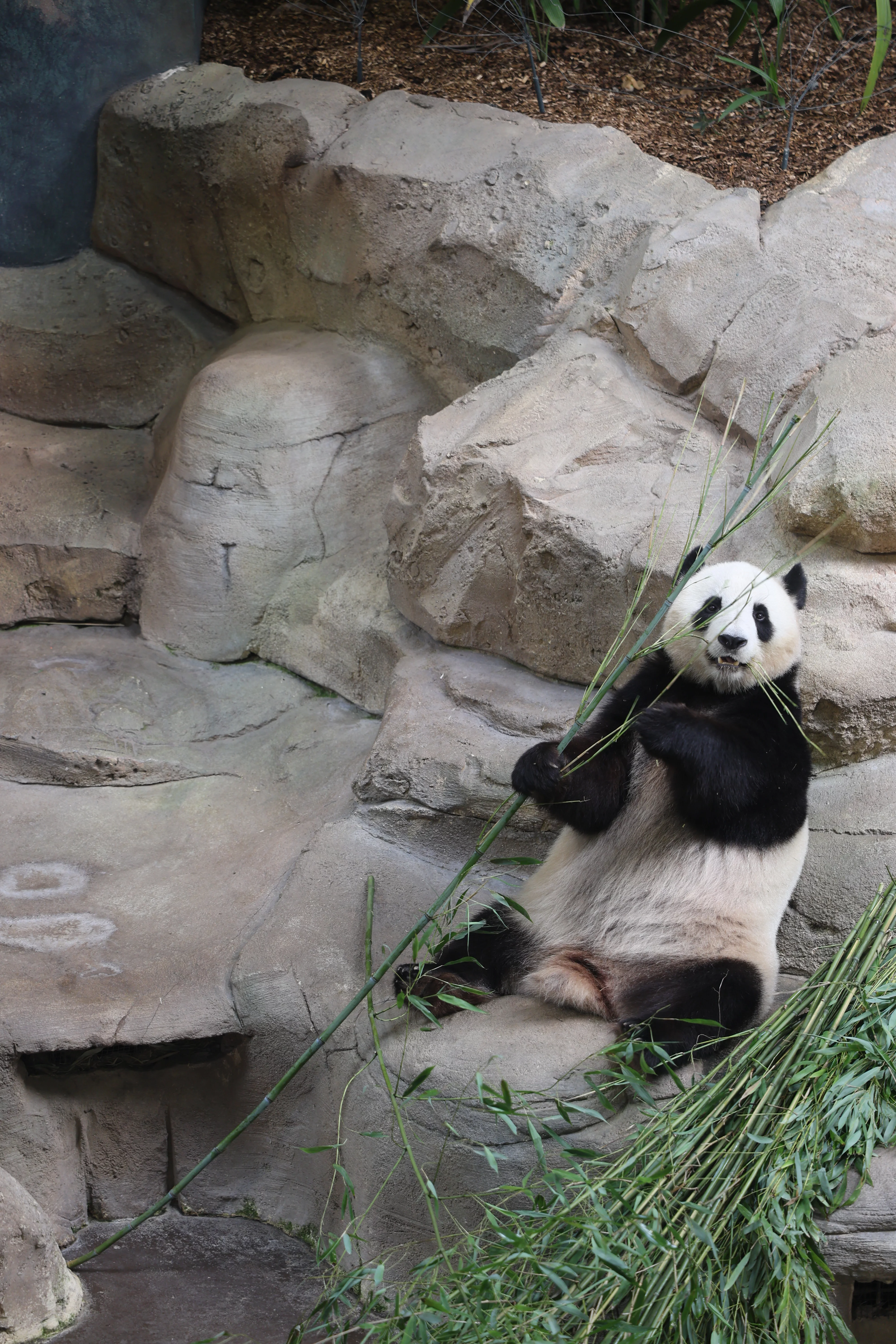 ZooParc de Beauval