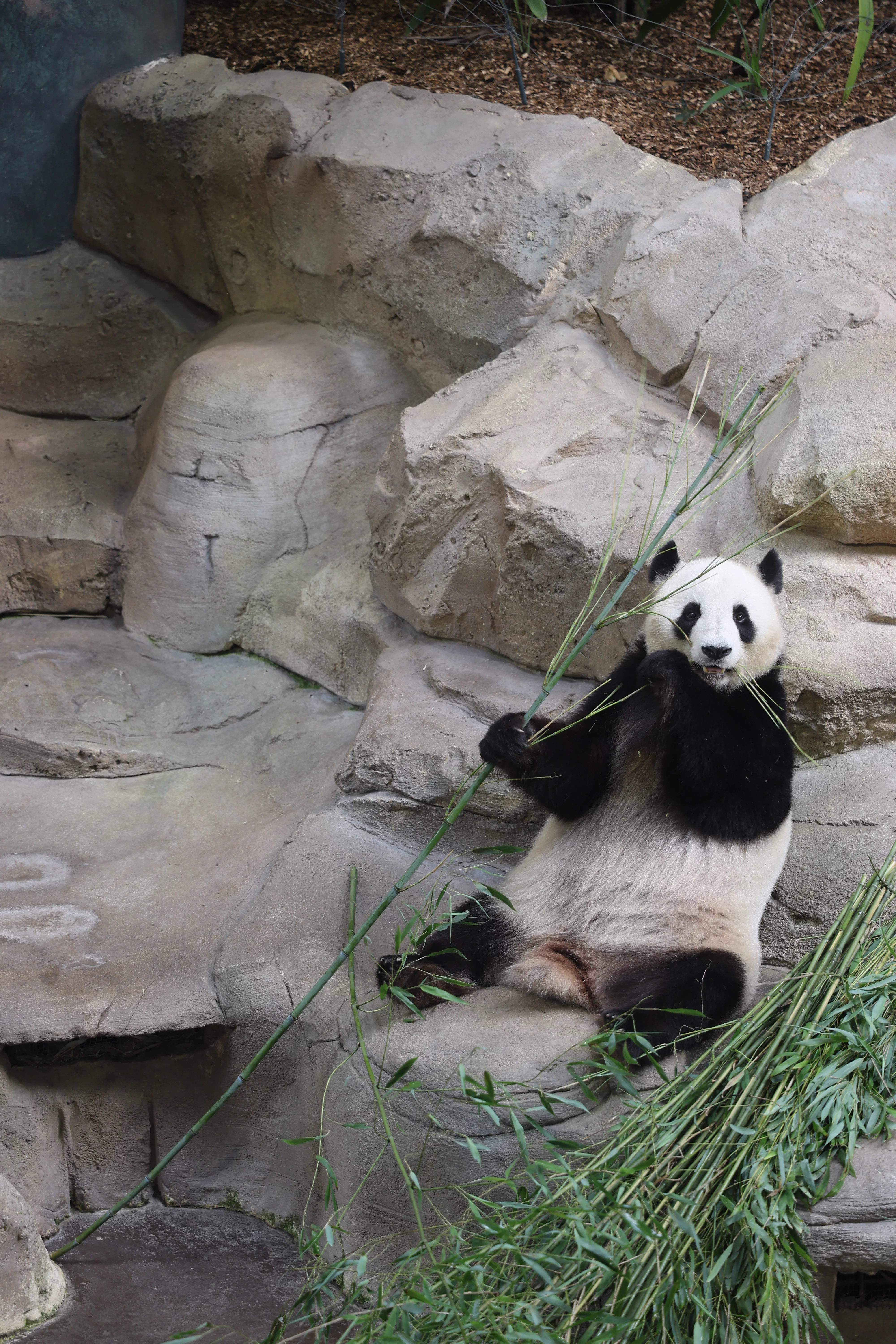 ZooParc de Beauval