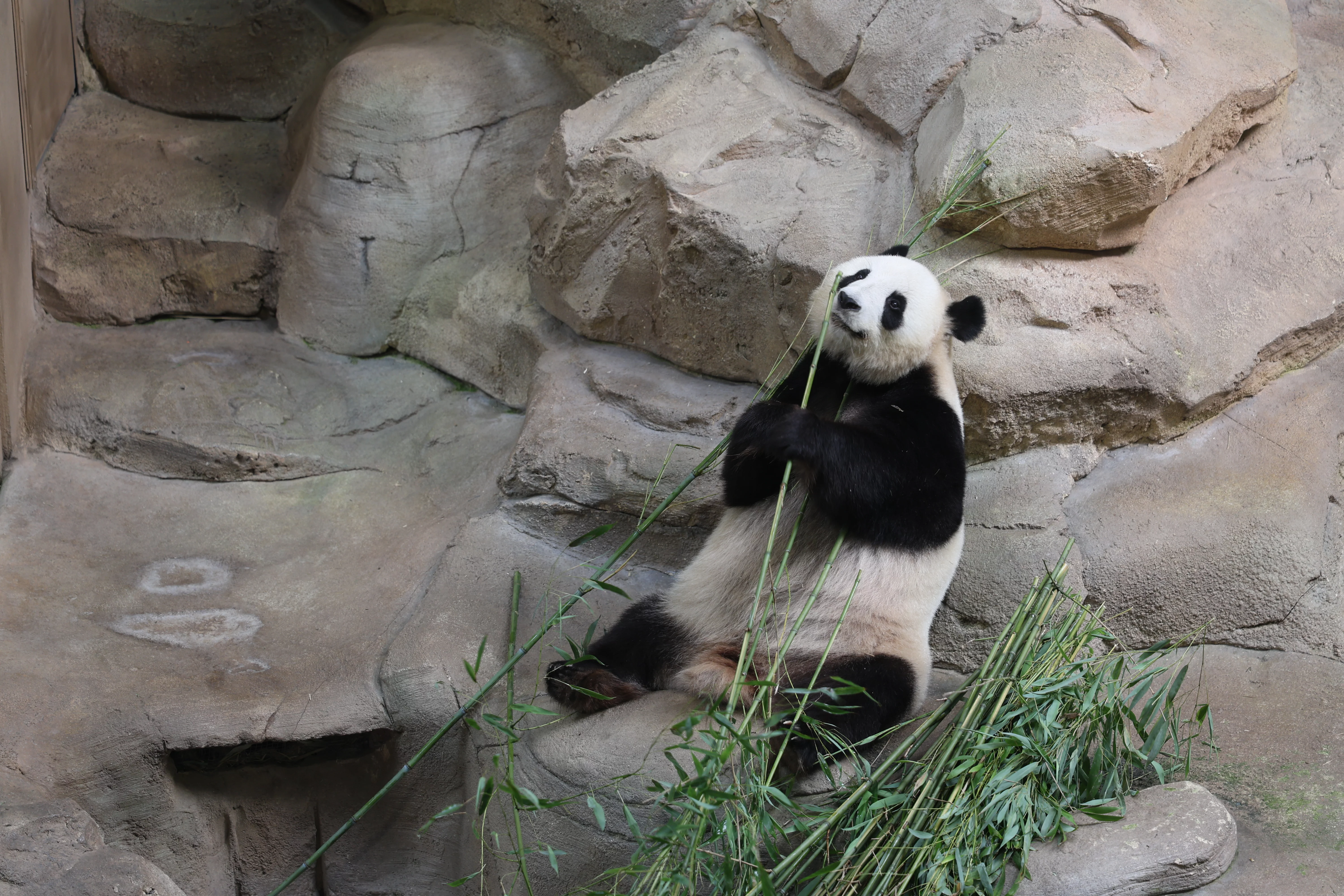ZooParc de Beauval