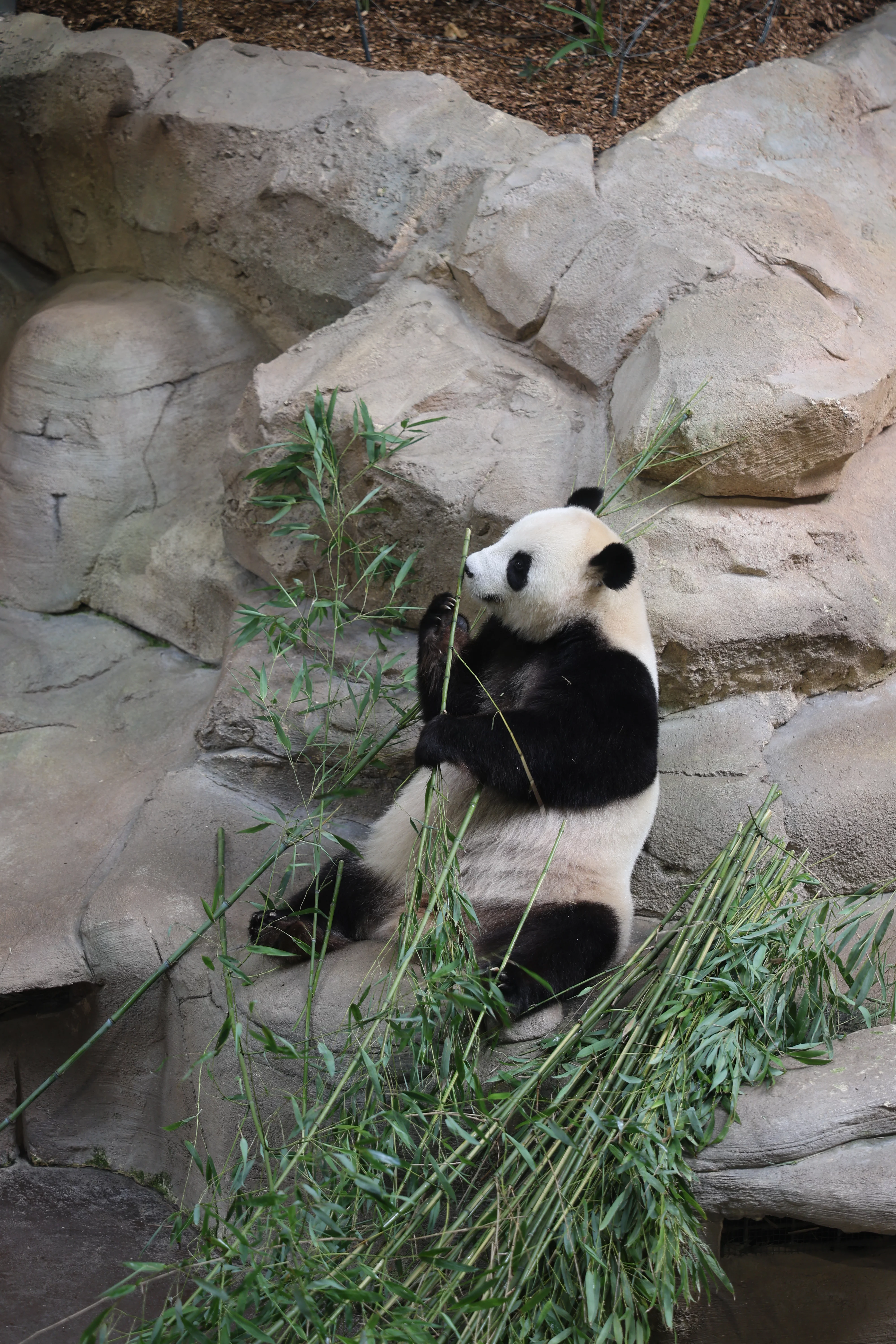 ZooParc de Beauval