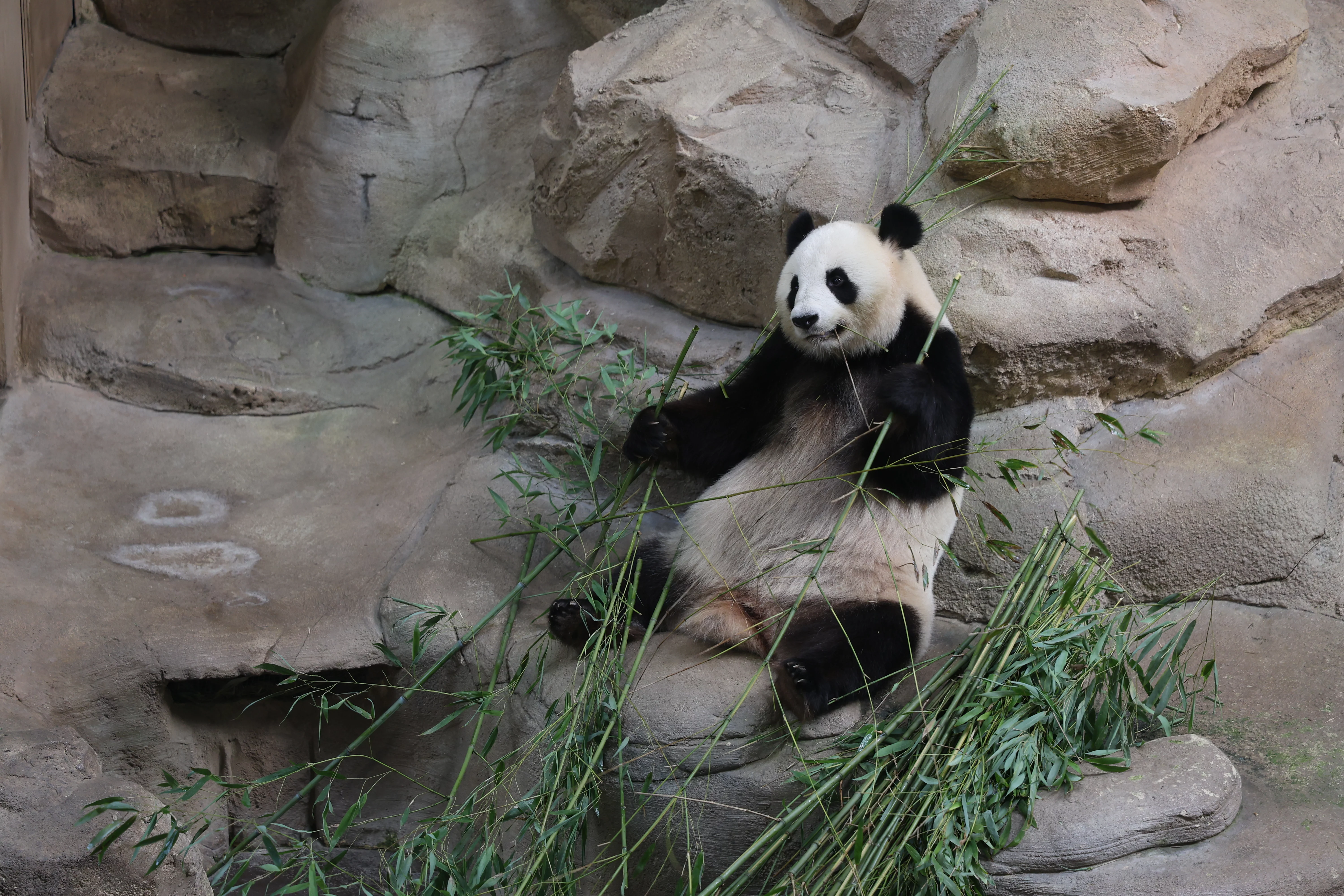 ZooParc de Beauval