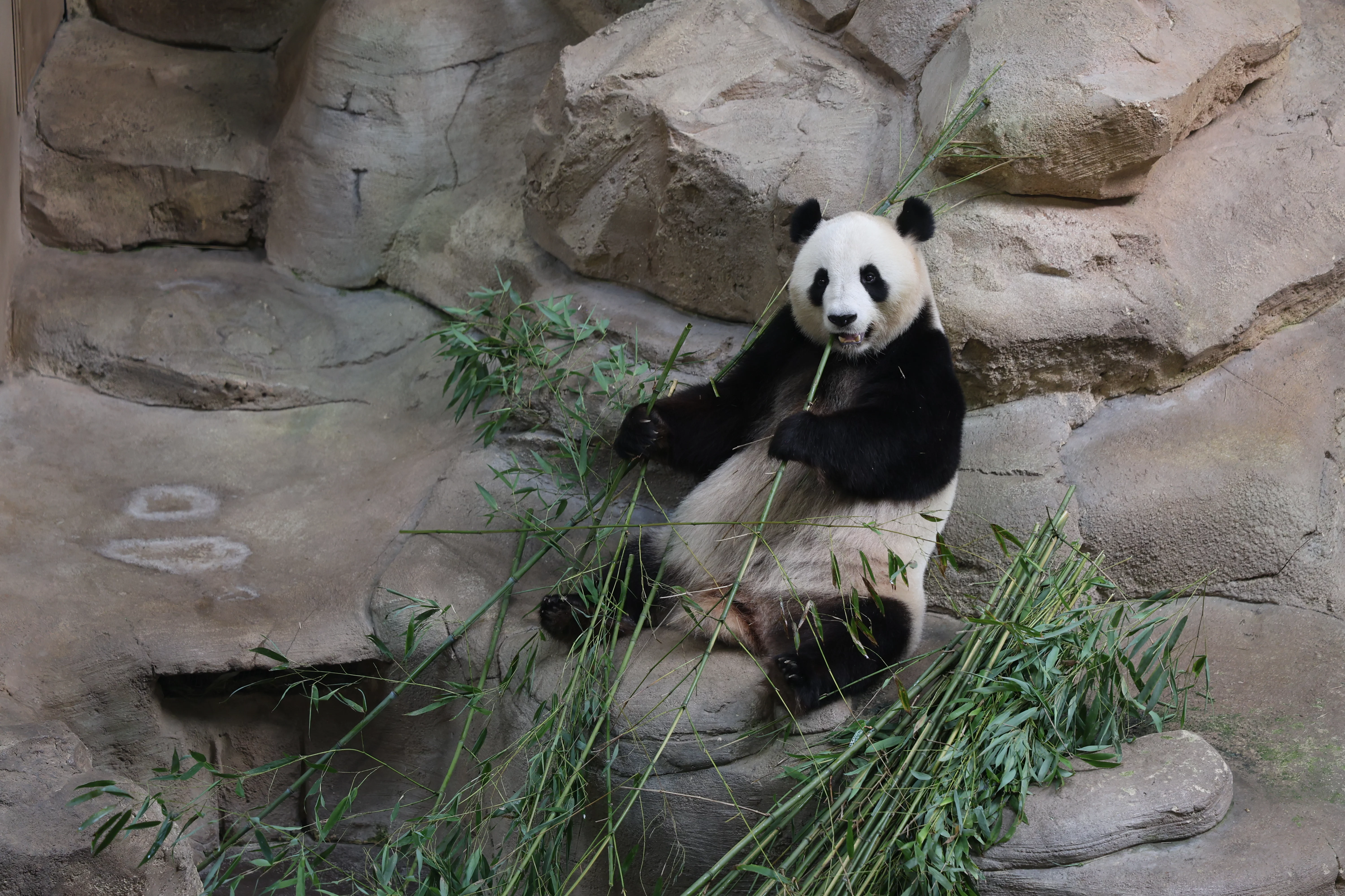 ZooParc de Beauval