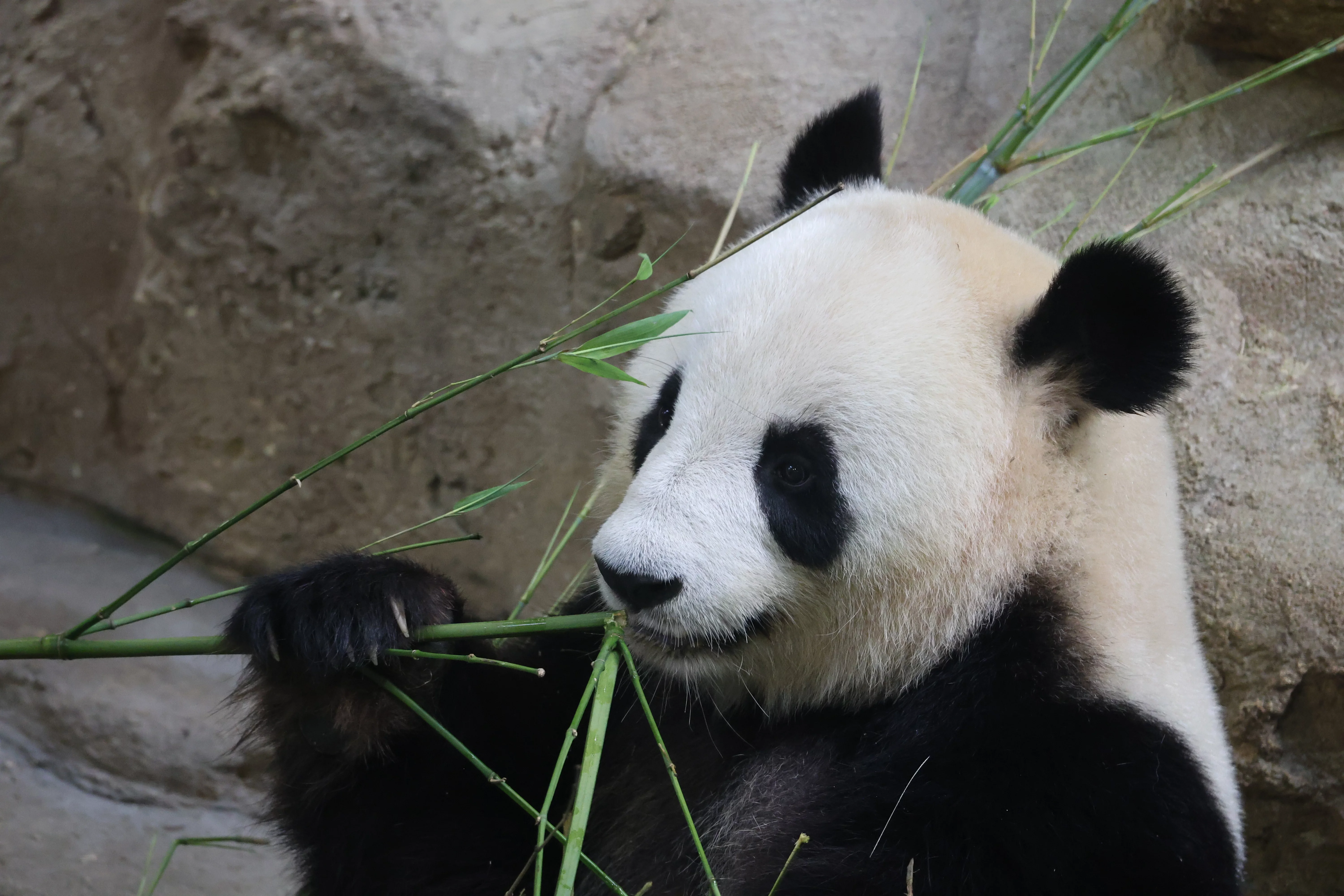 ZooParc de Beauval