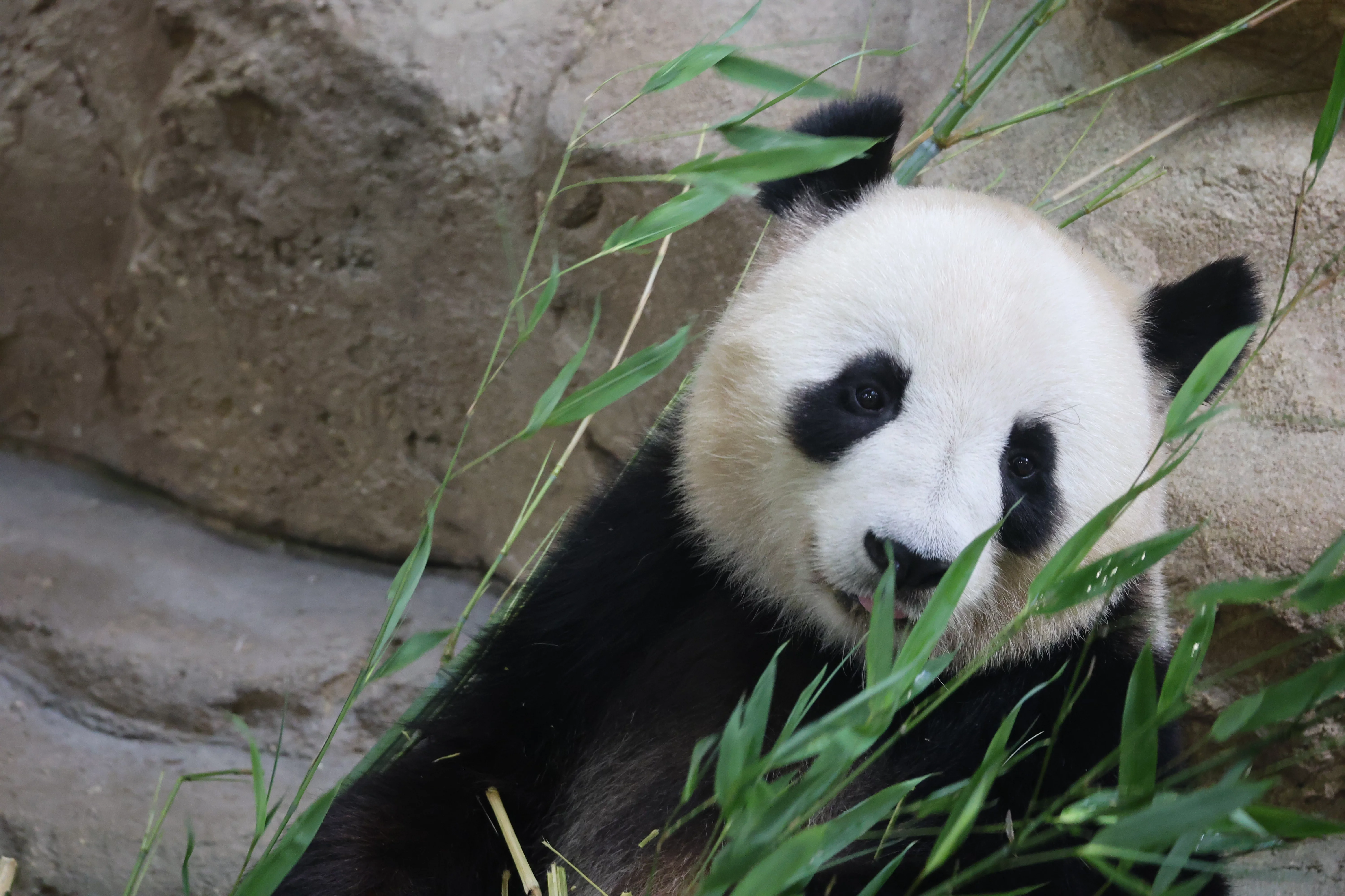 ZooParc de Beauval