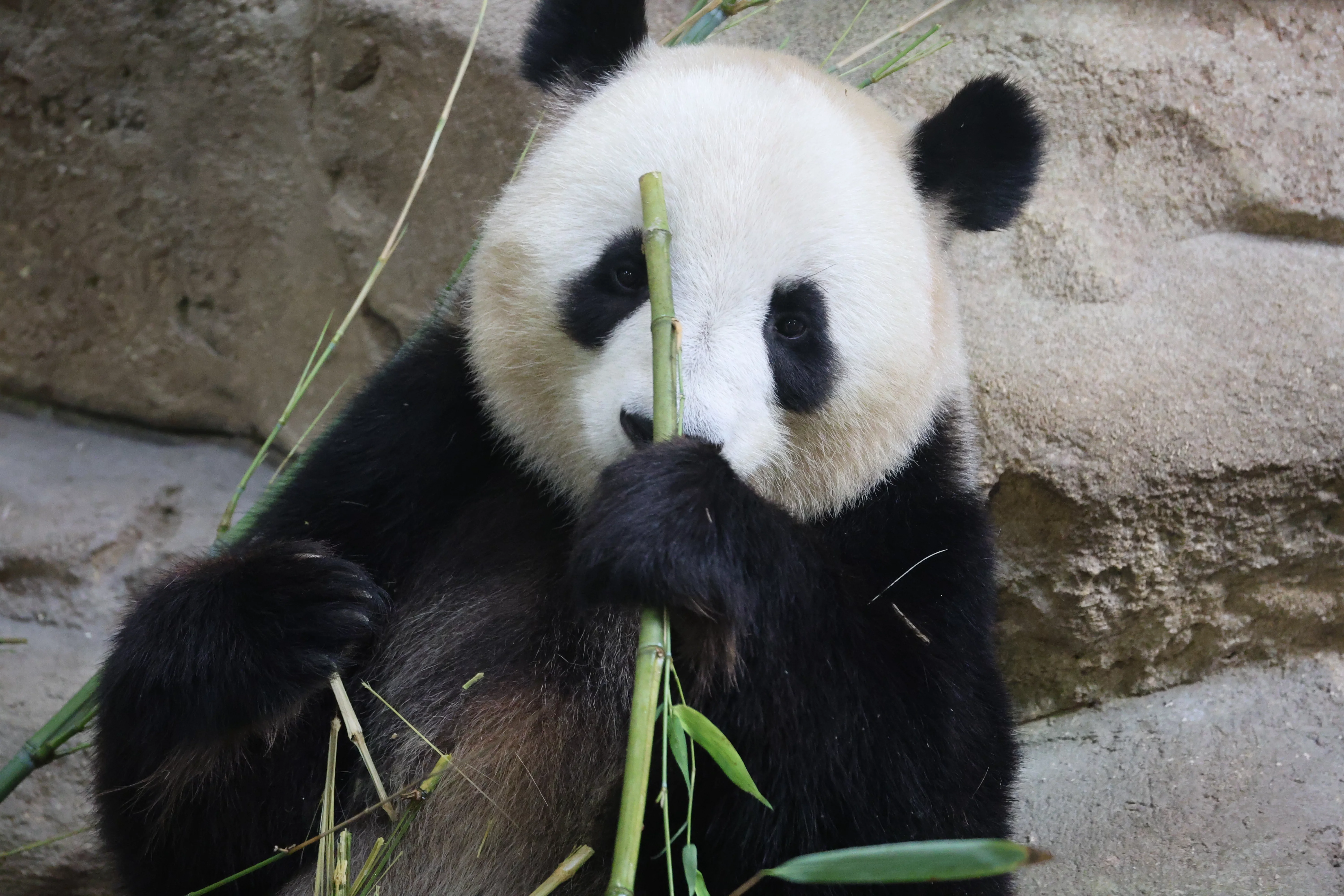 ZooParc de Beauval