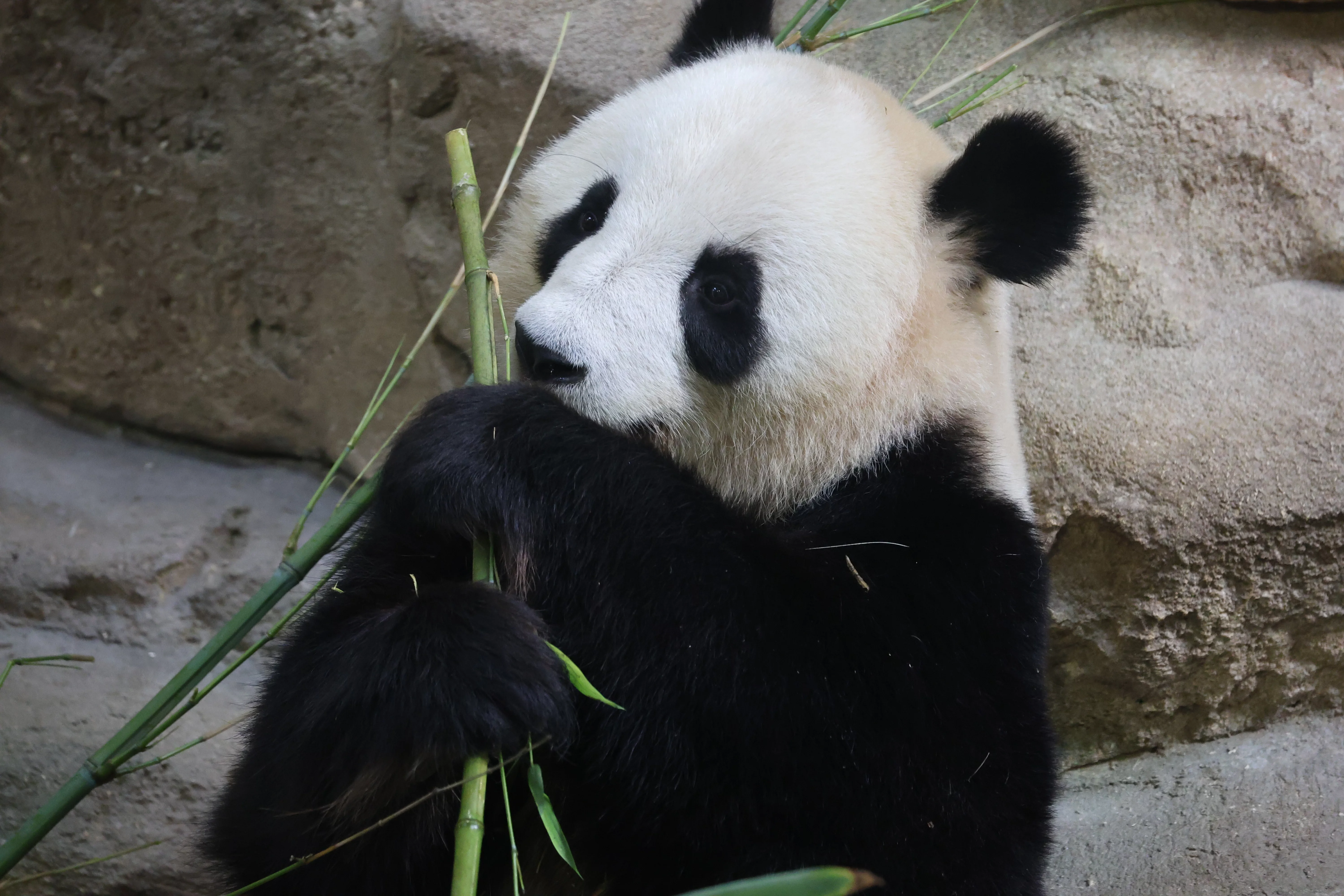 ZooParc de Beauval
