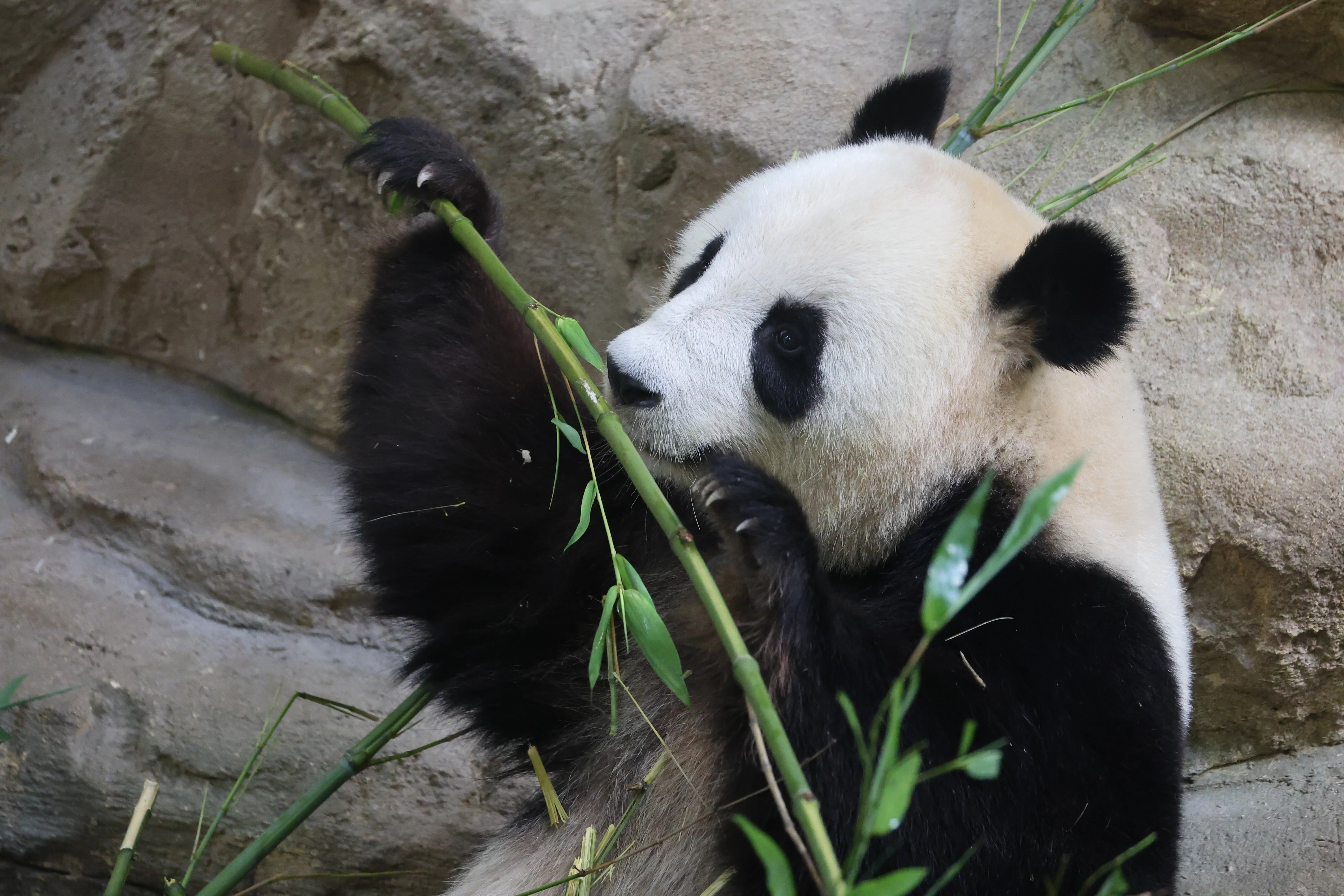 ZooParc de Beauval