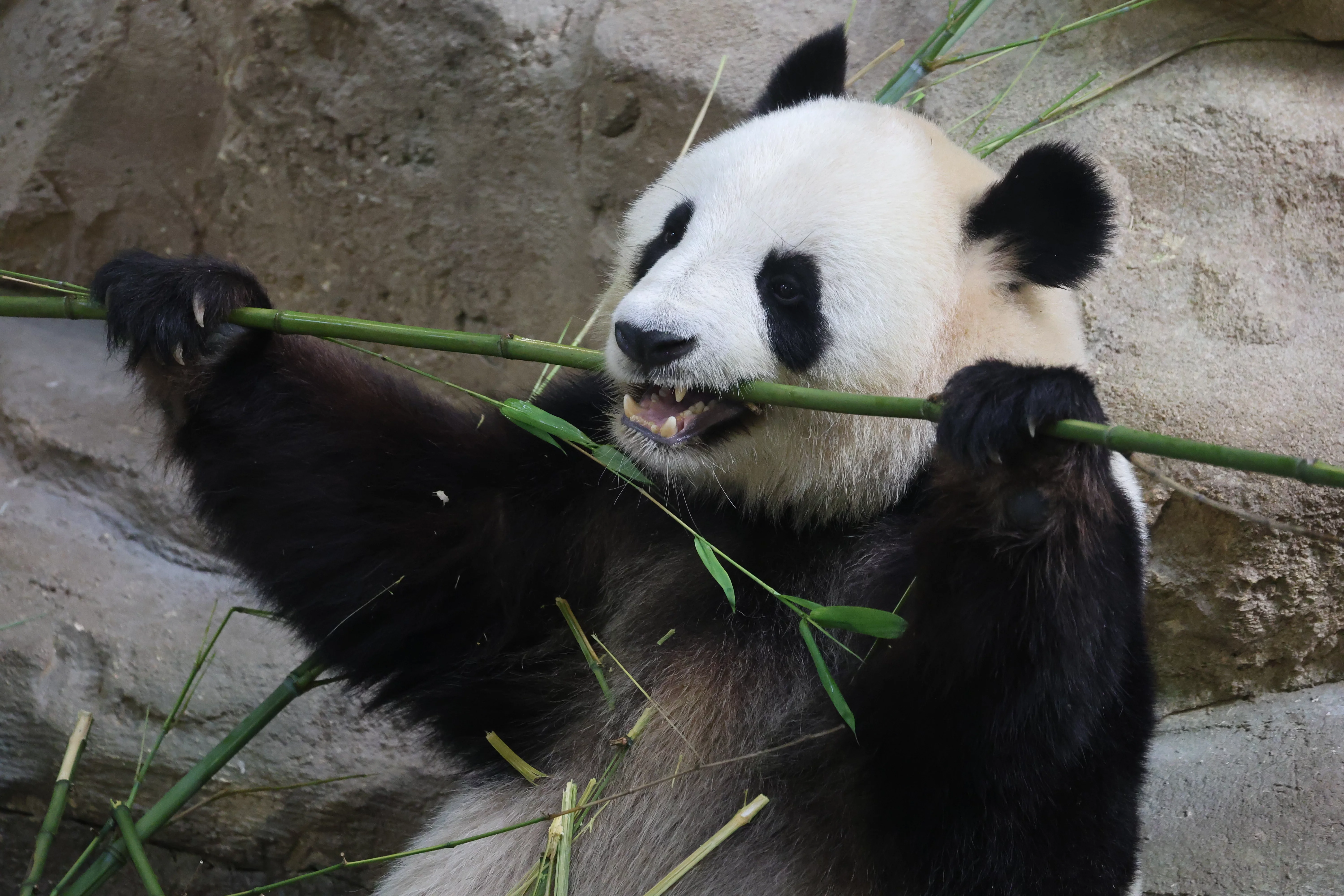 ZooParc de Beauval