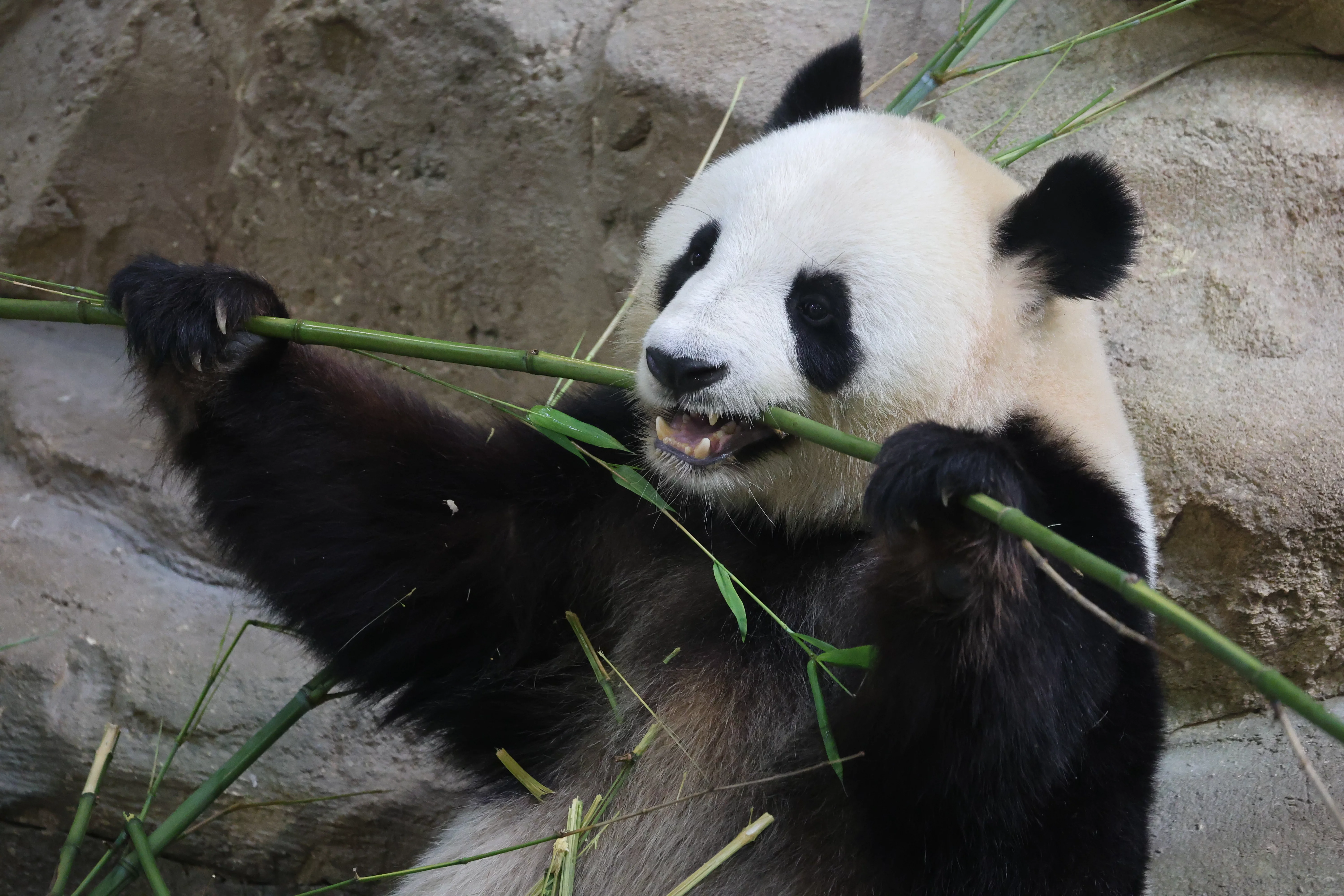 ZooParc de Beauval