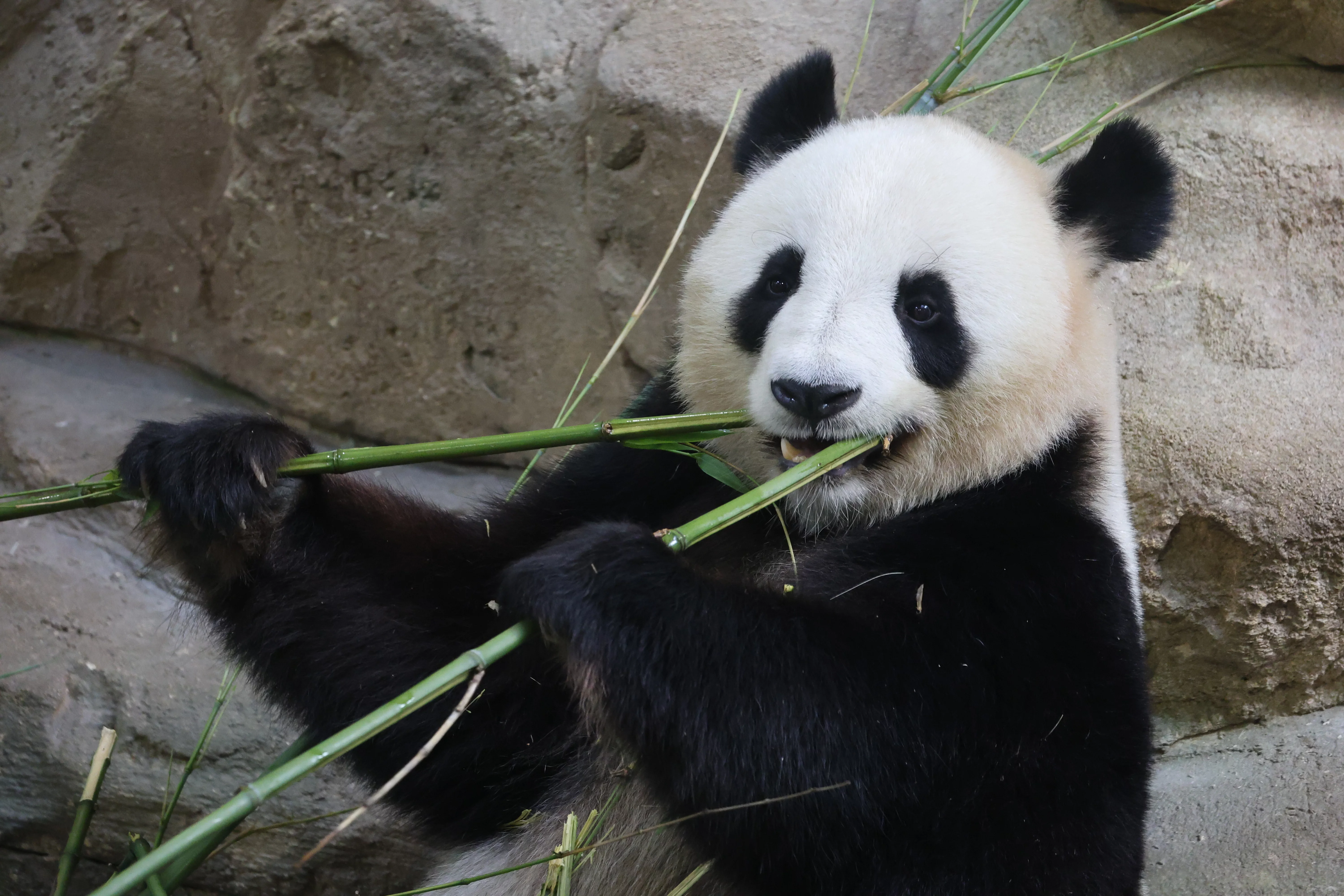 ZooParc de Beauval