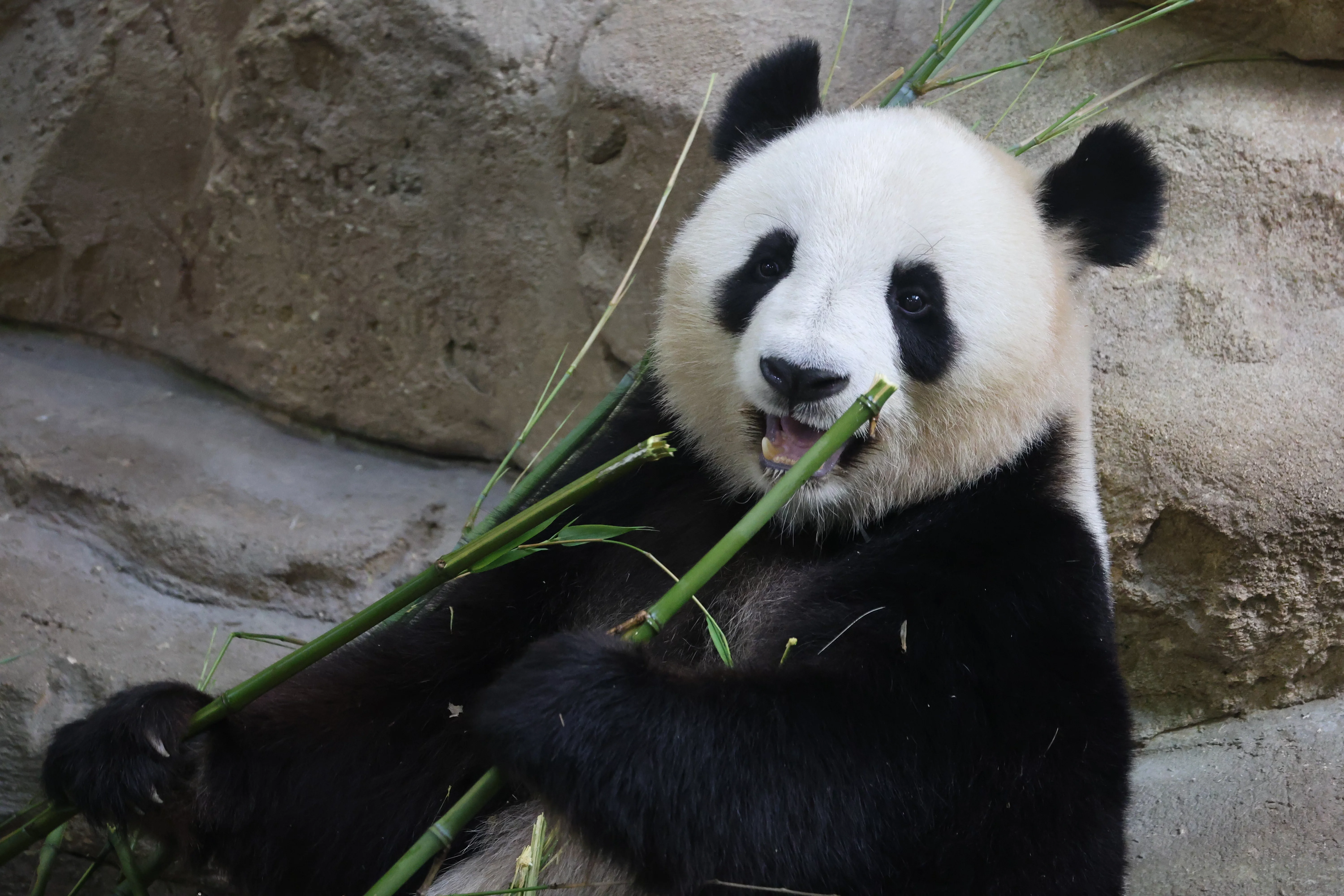 ZooParc de Beauval