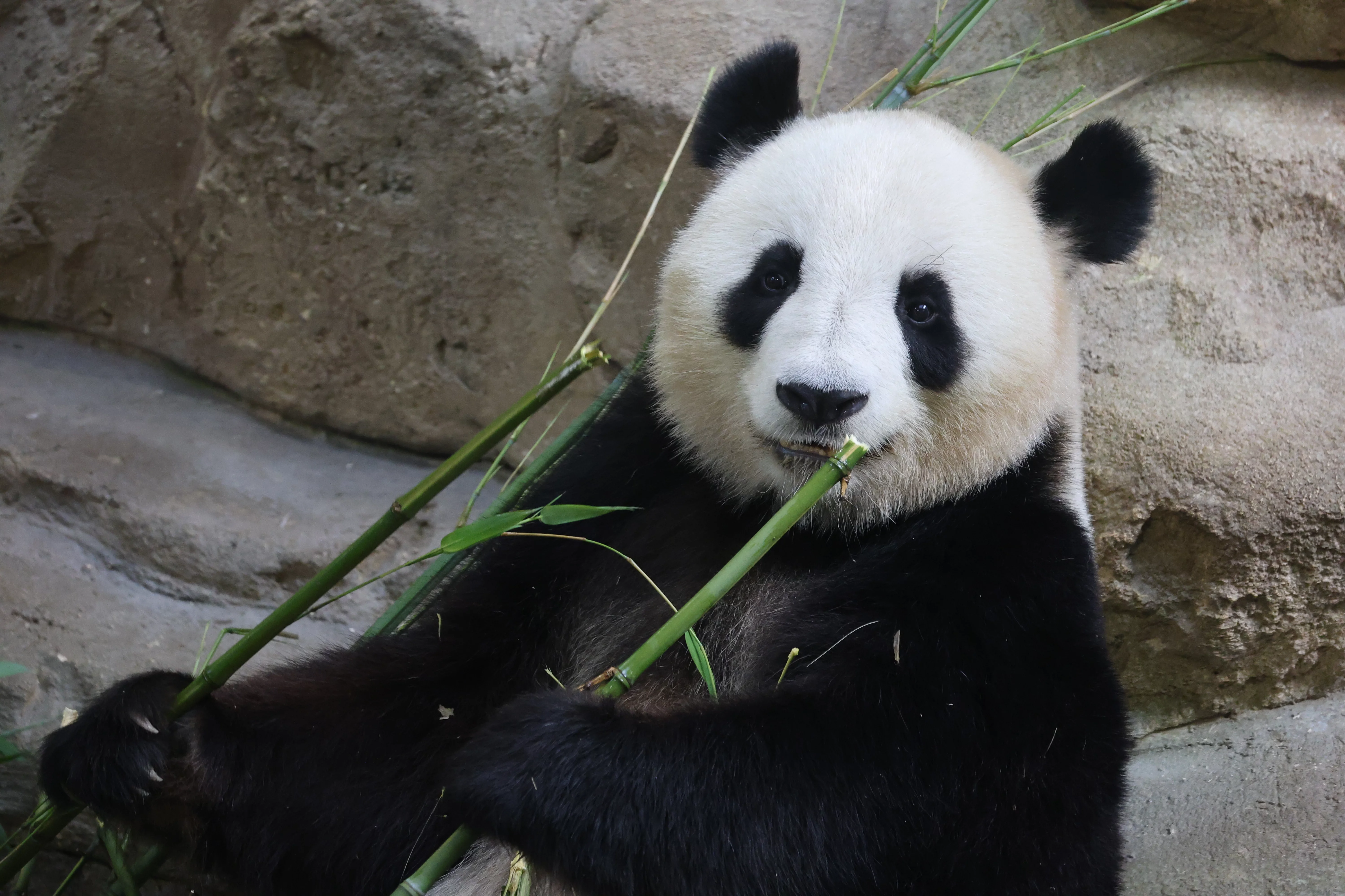 ZooParc de Beauval