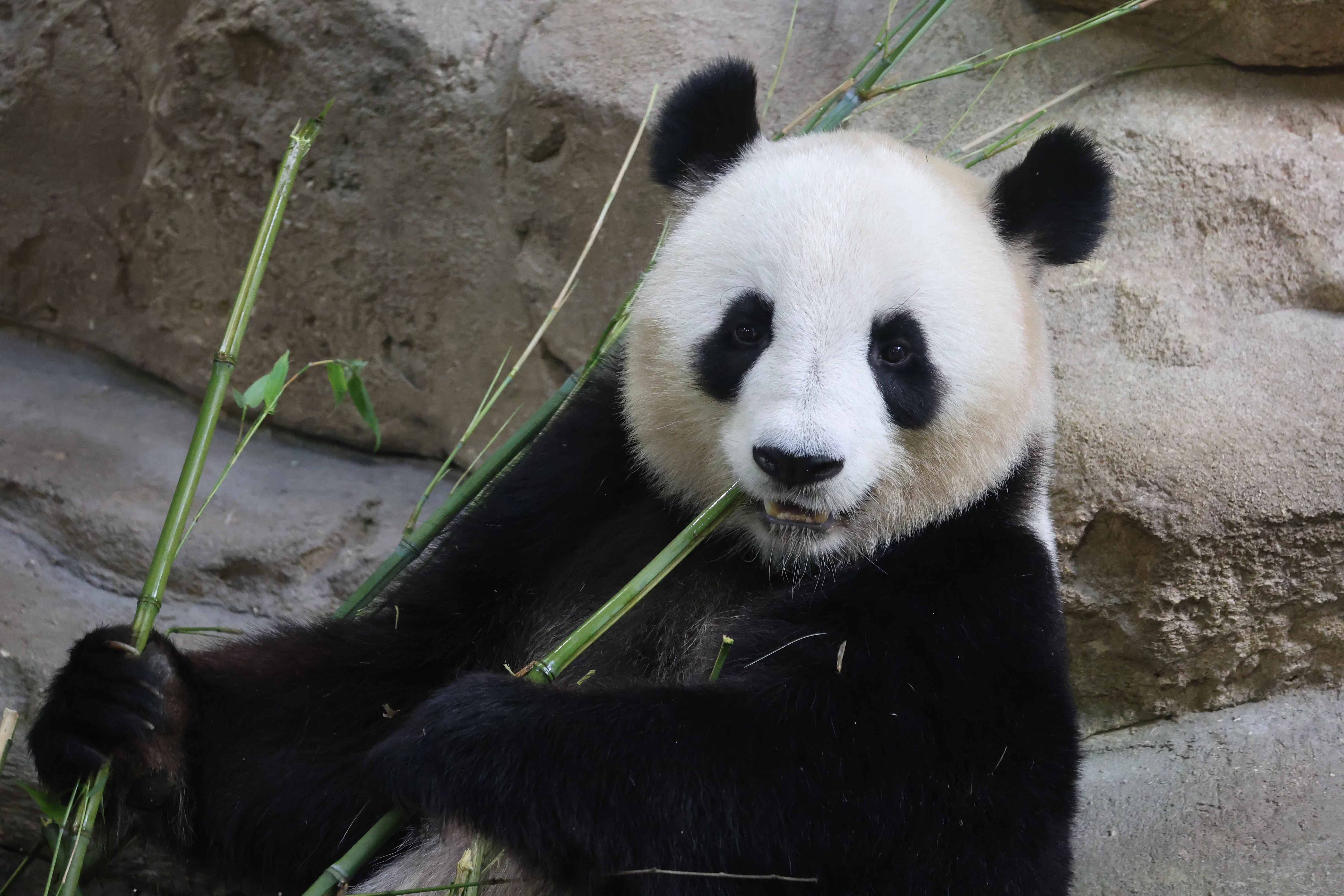 ZooParc de Beauval