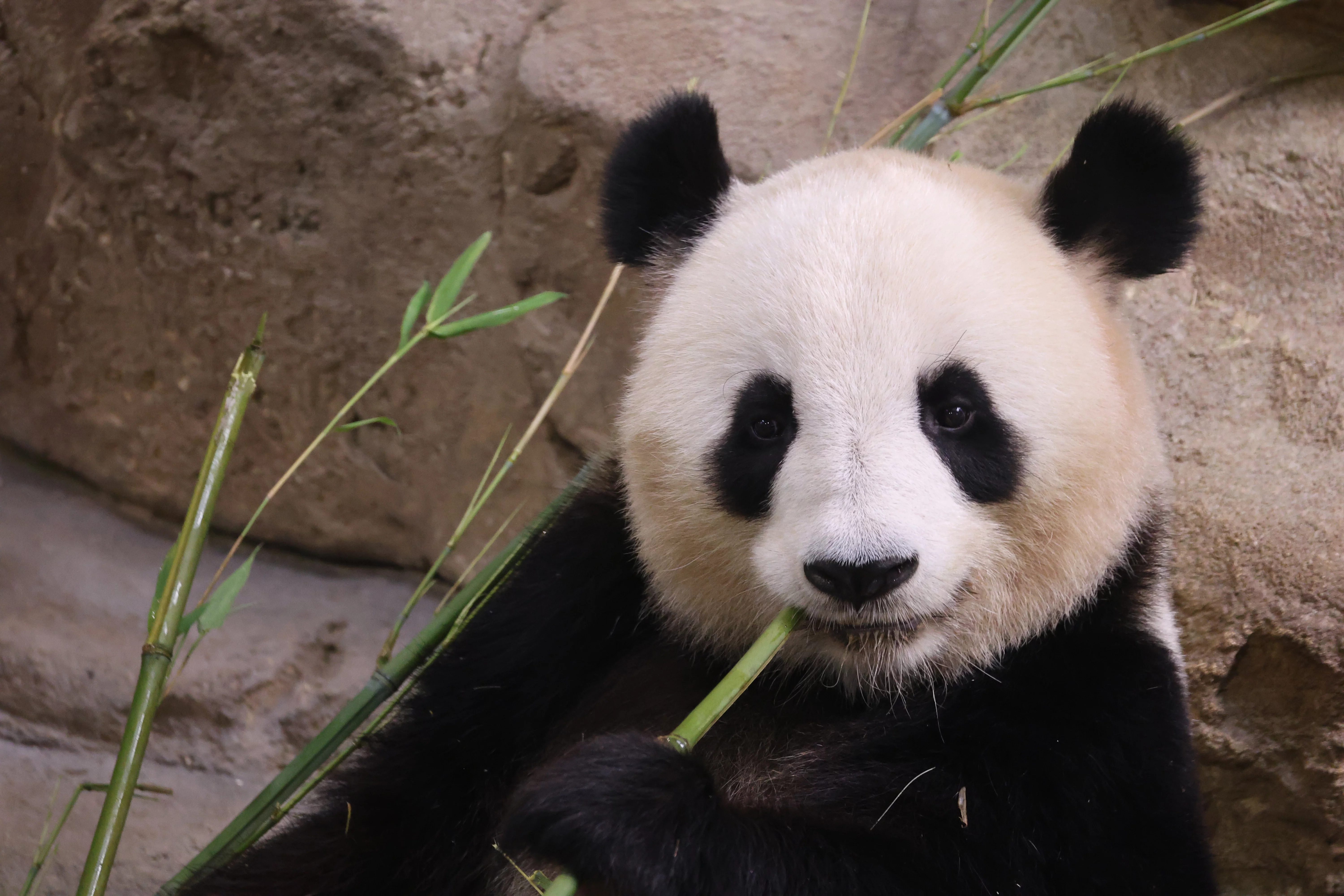 ZooParc de Beauval