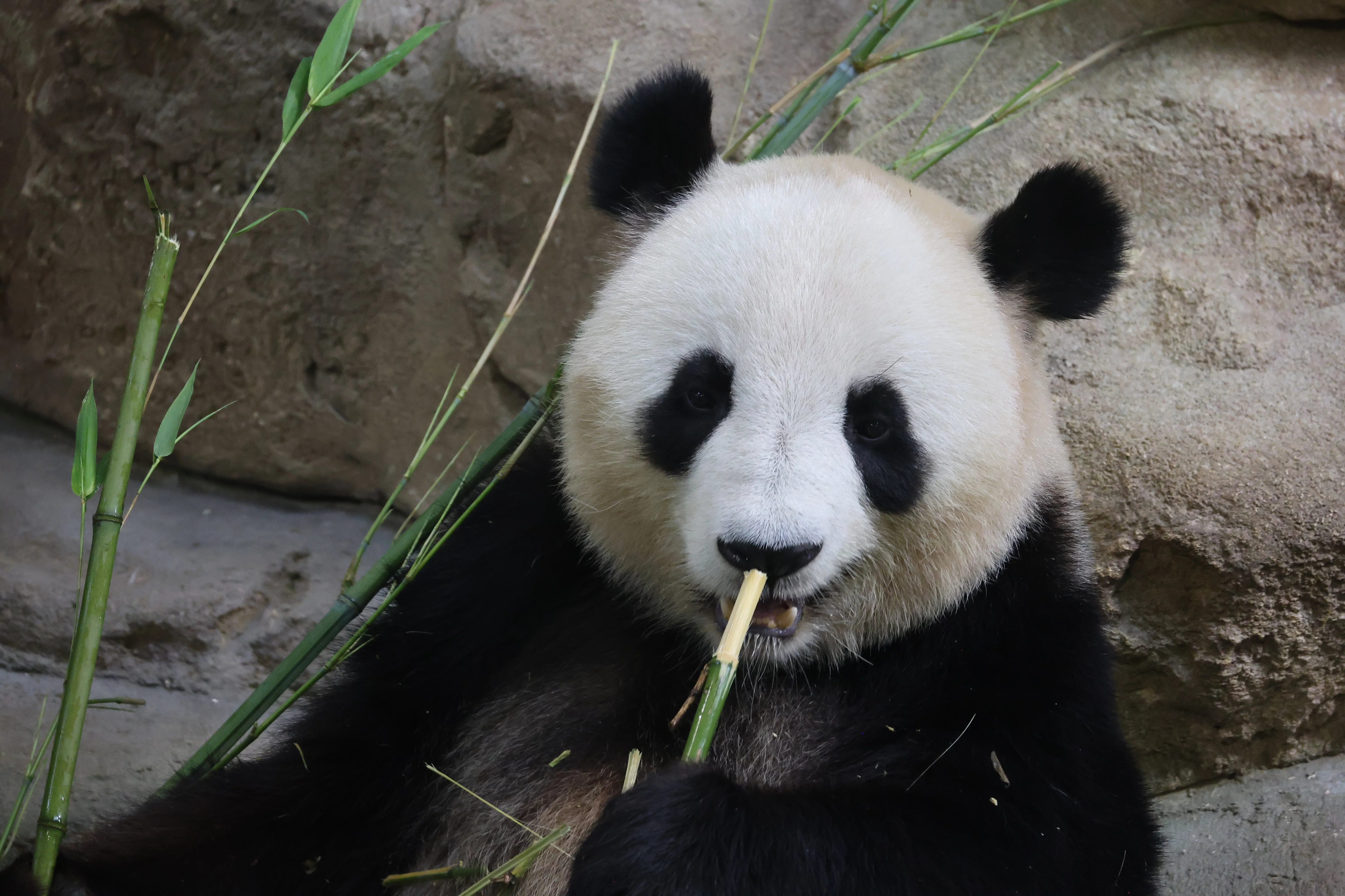 ZooParc de Beauval