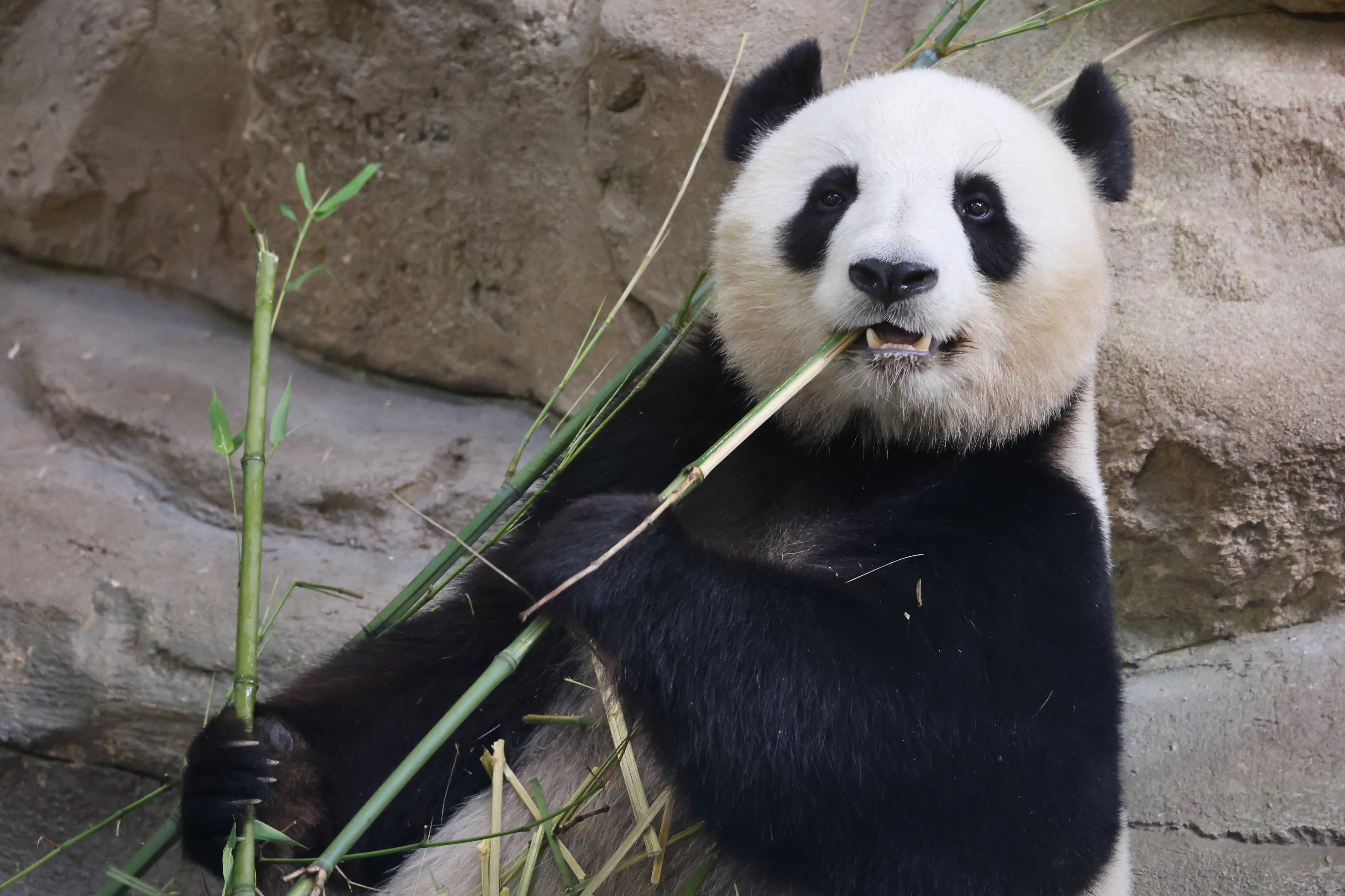 ZooParc de Beauval