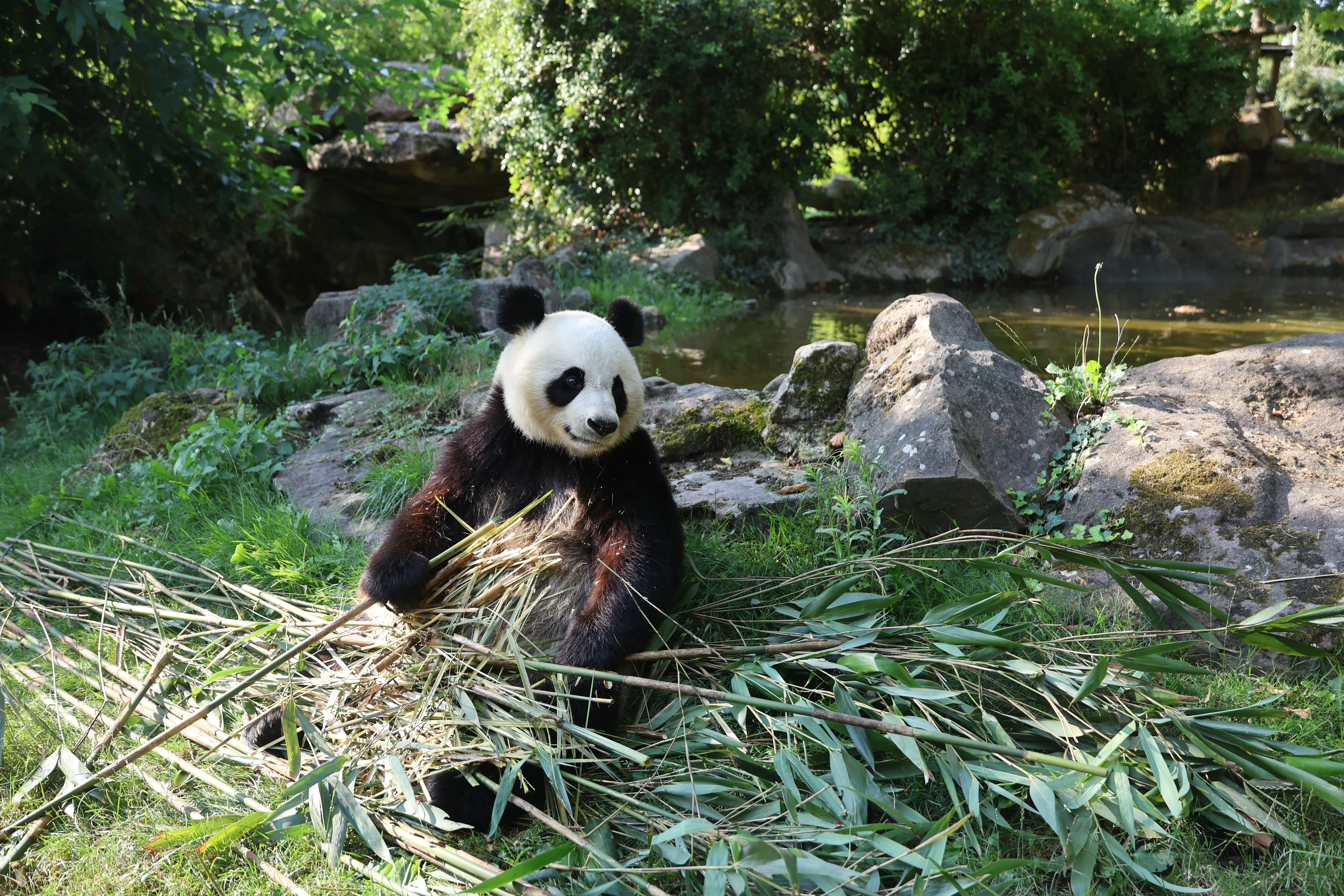 ZooParc de Beauval