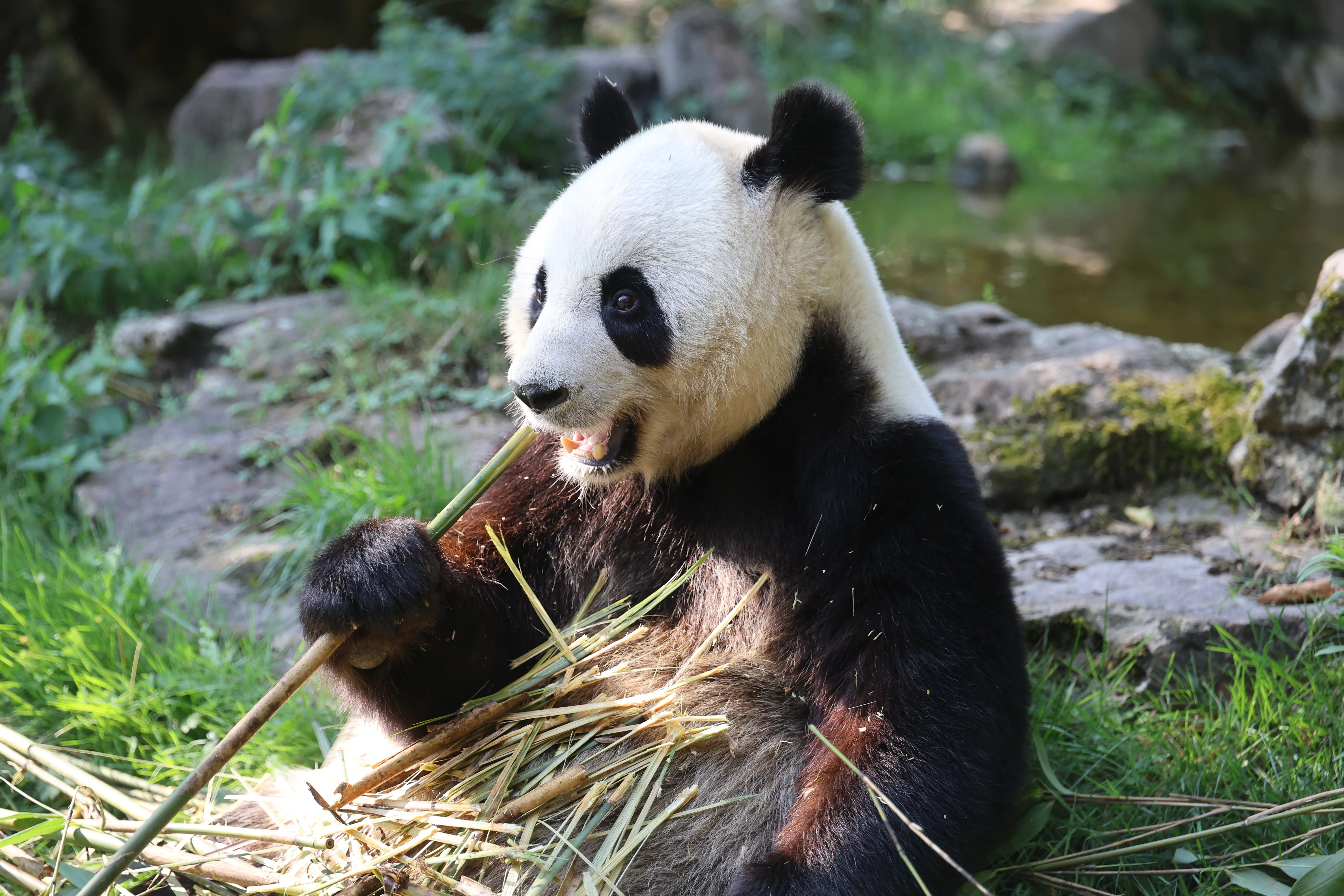ZooParc de Beauval