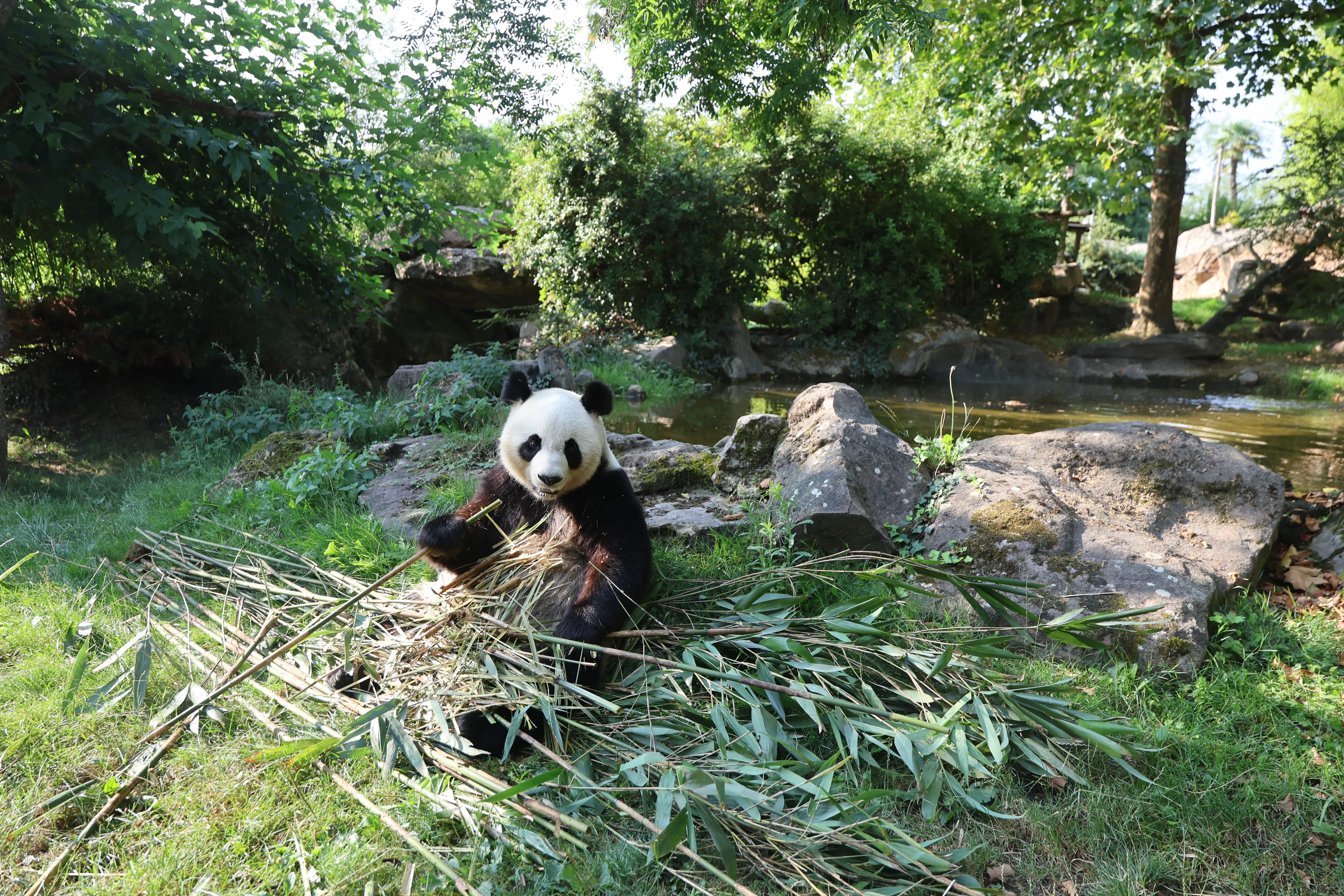 ZooParc de Beauval