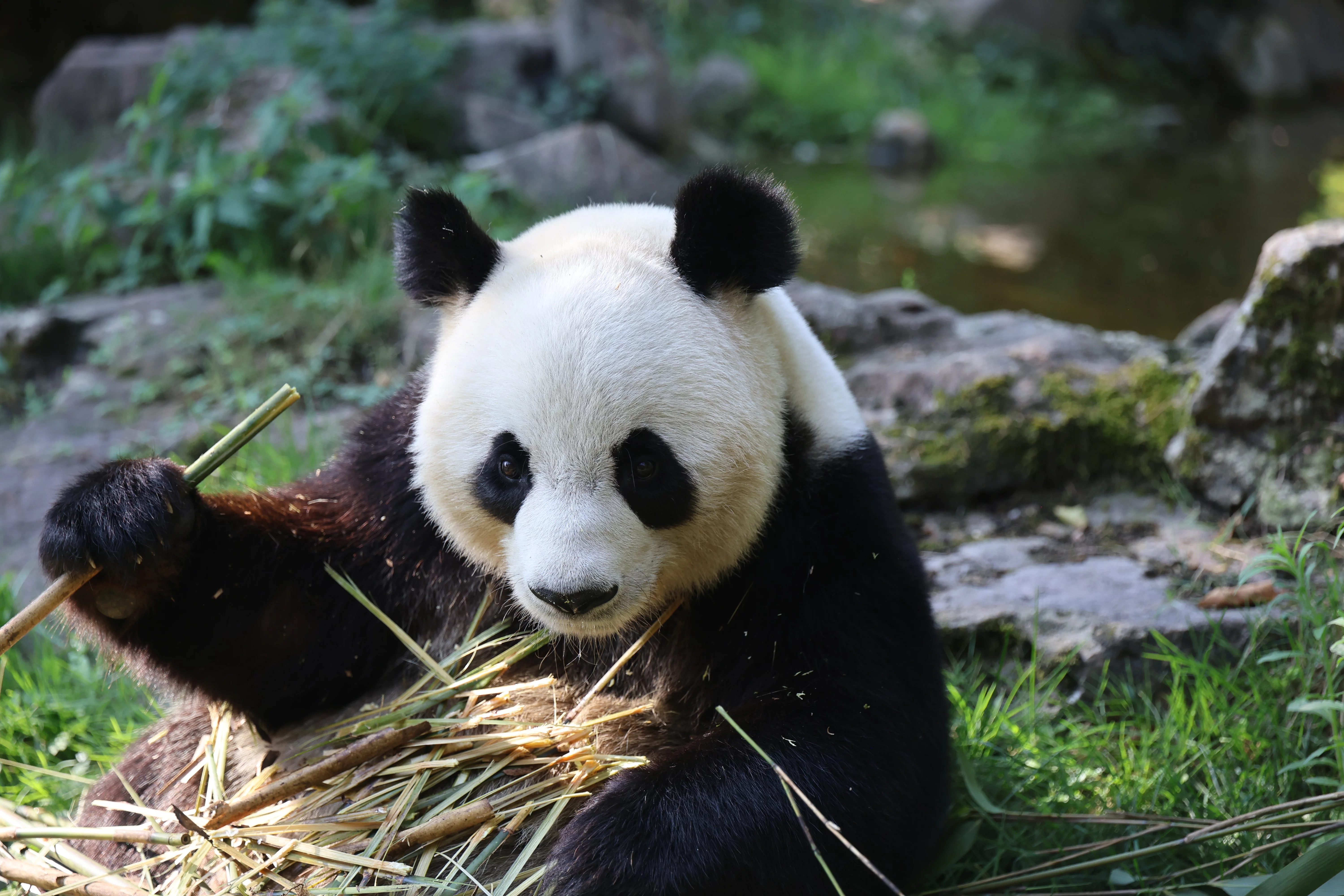 ZooParc de Beauval