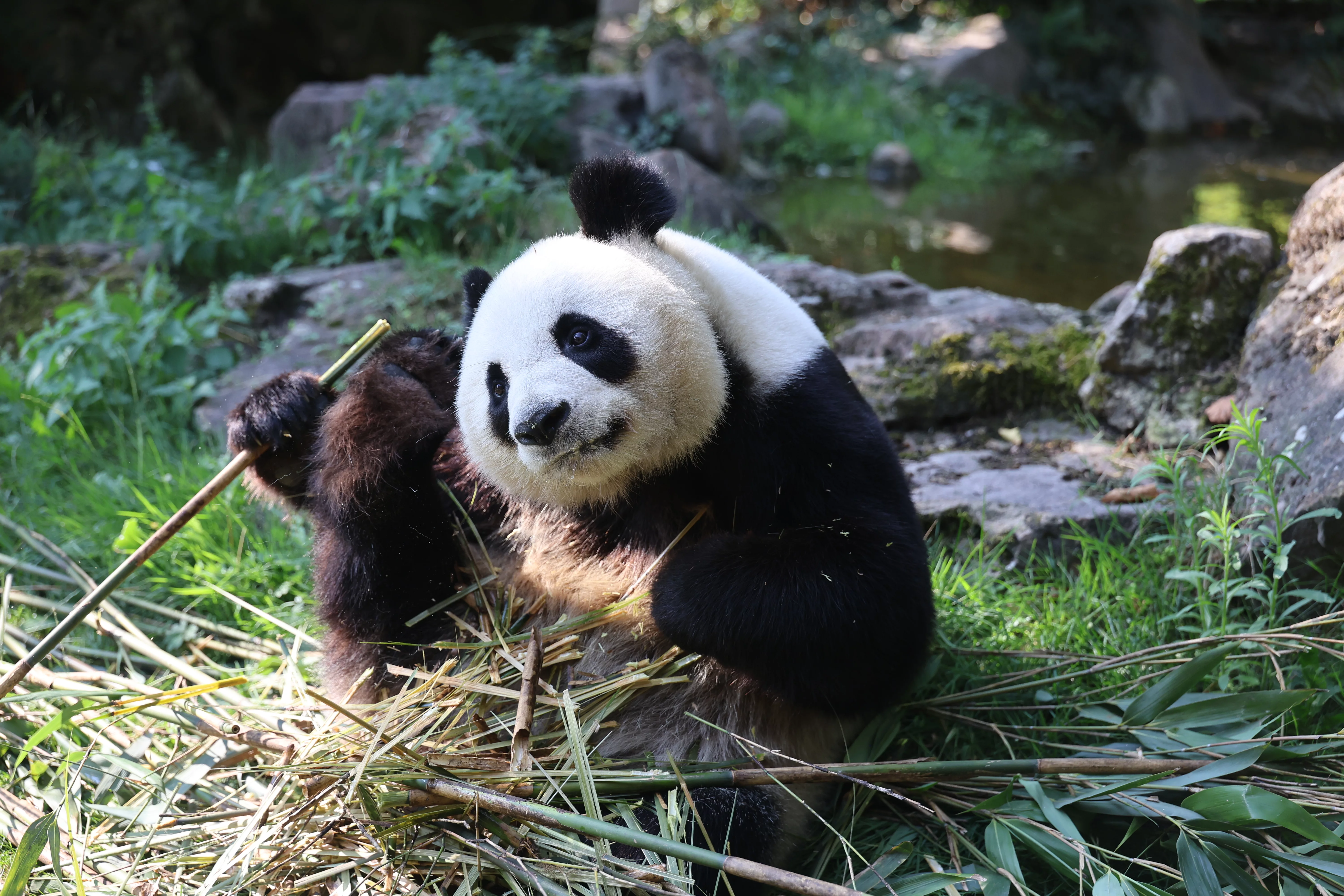ZooParc de Beauval