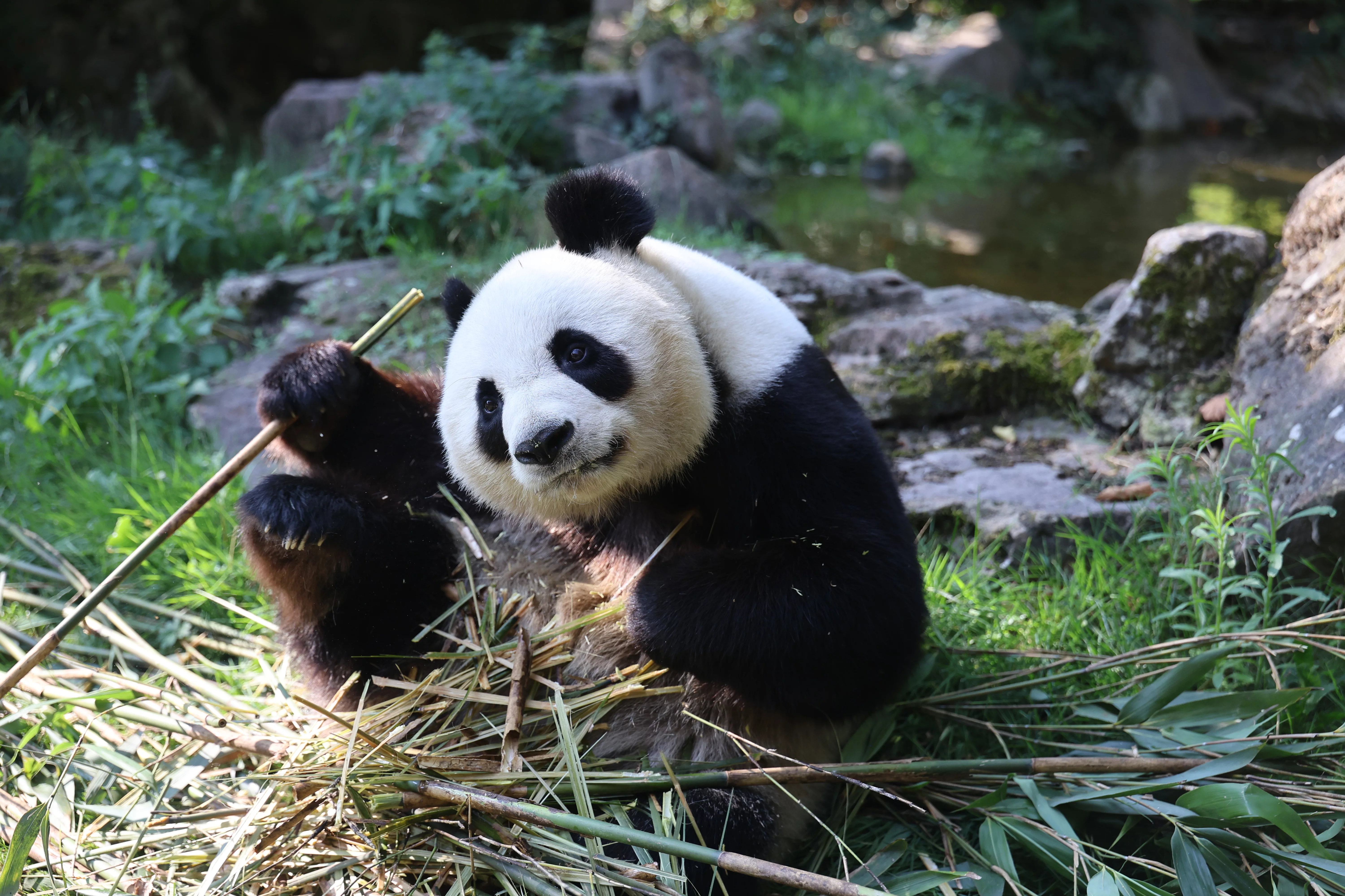 ZooParc de Beauval