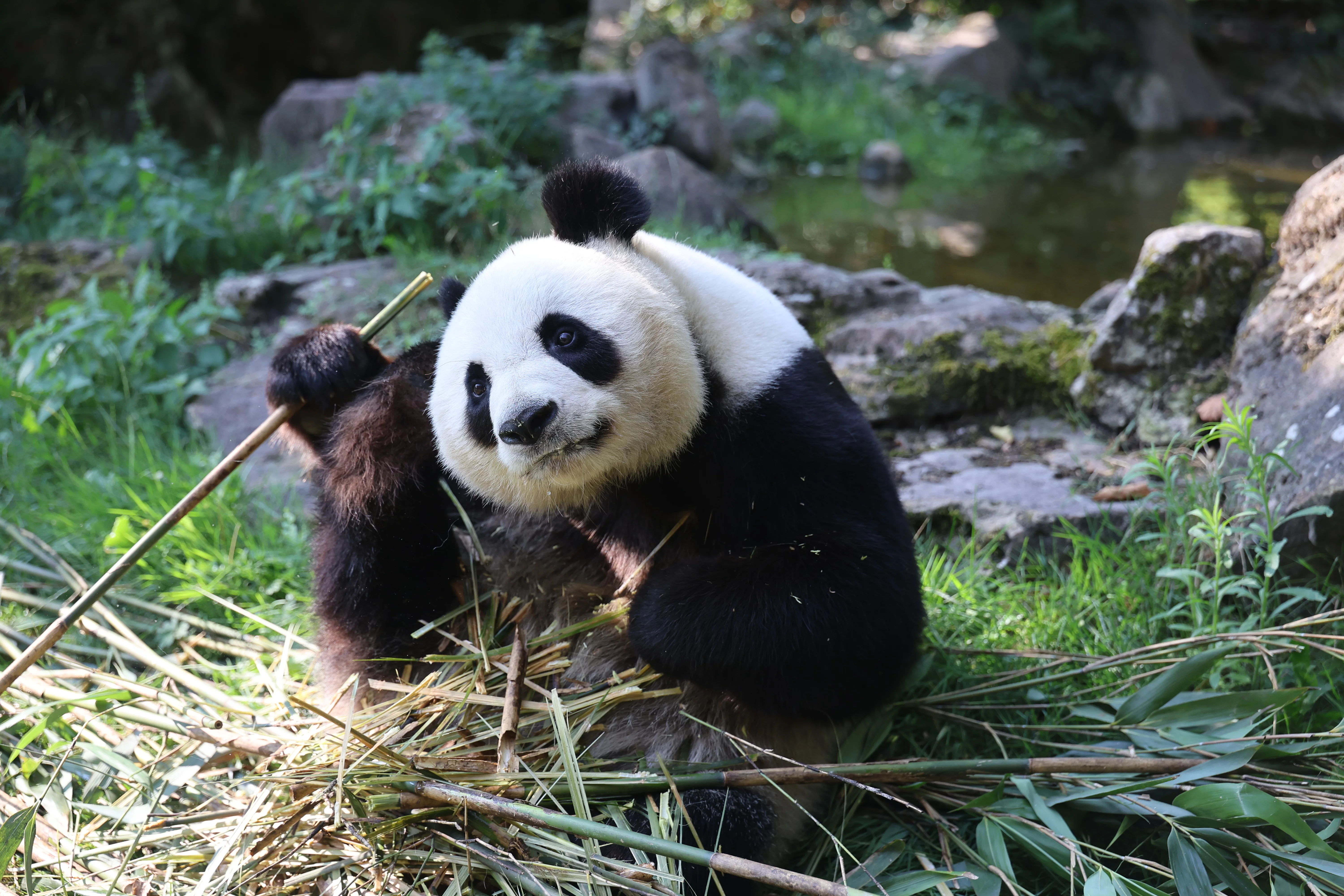 ZooParc de Beauval
