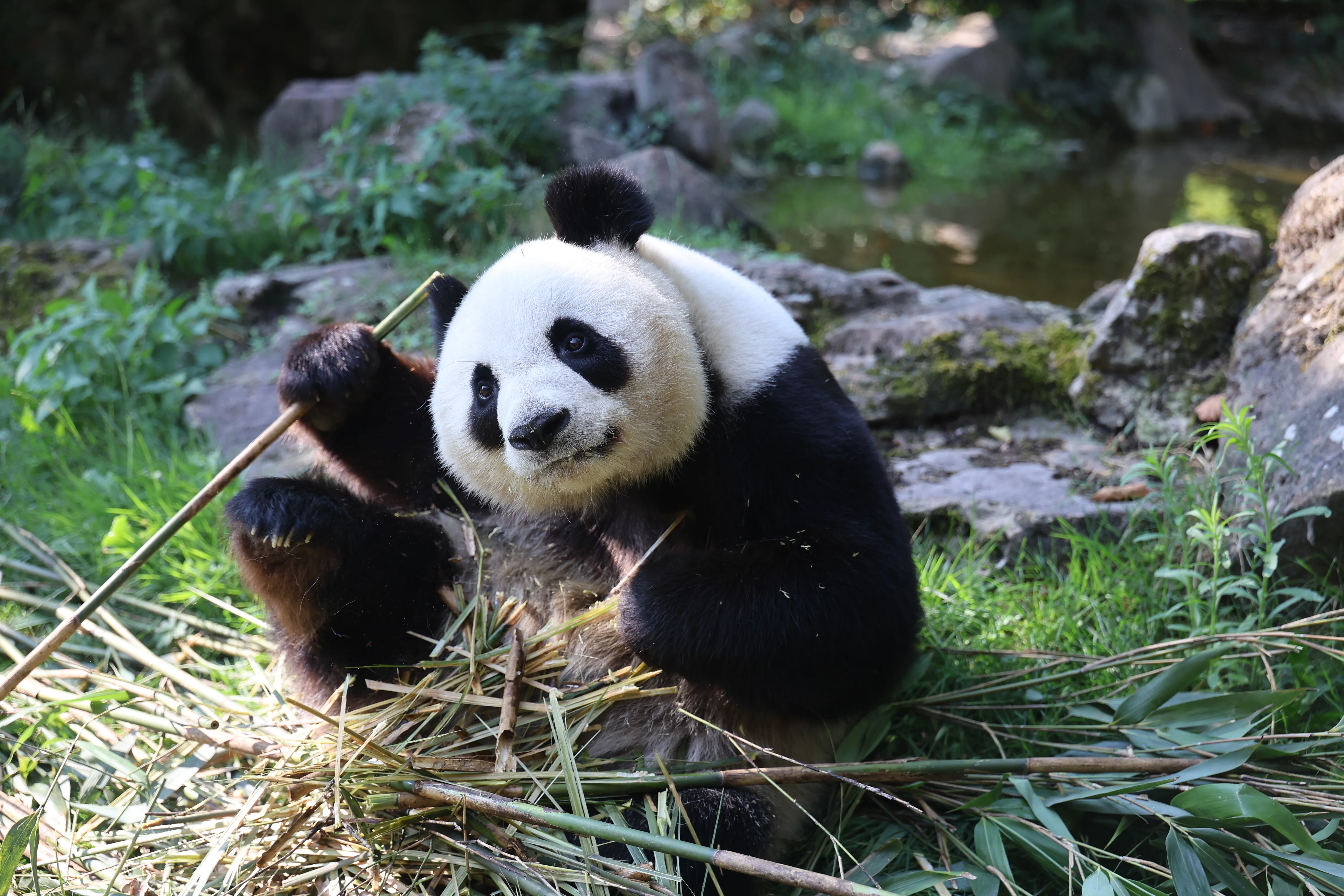ZooParc de Beauval
