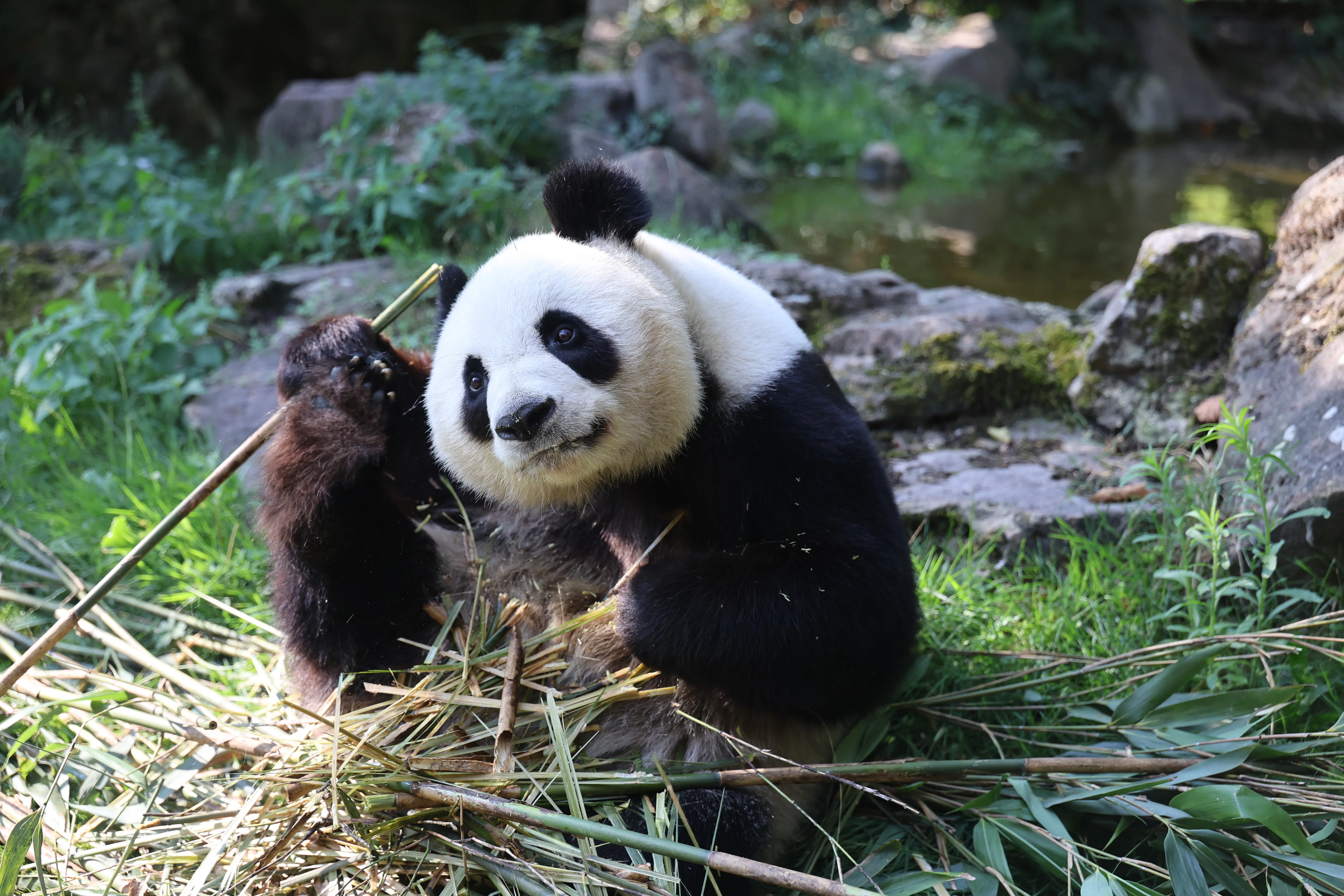 ZooParc de Beauval