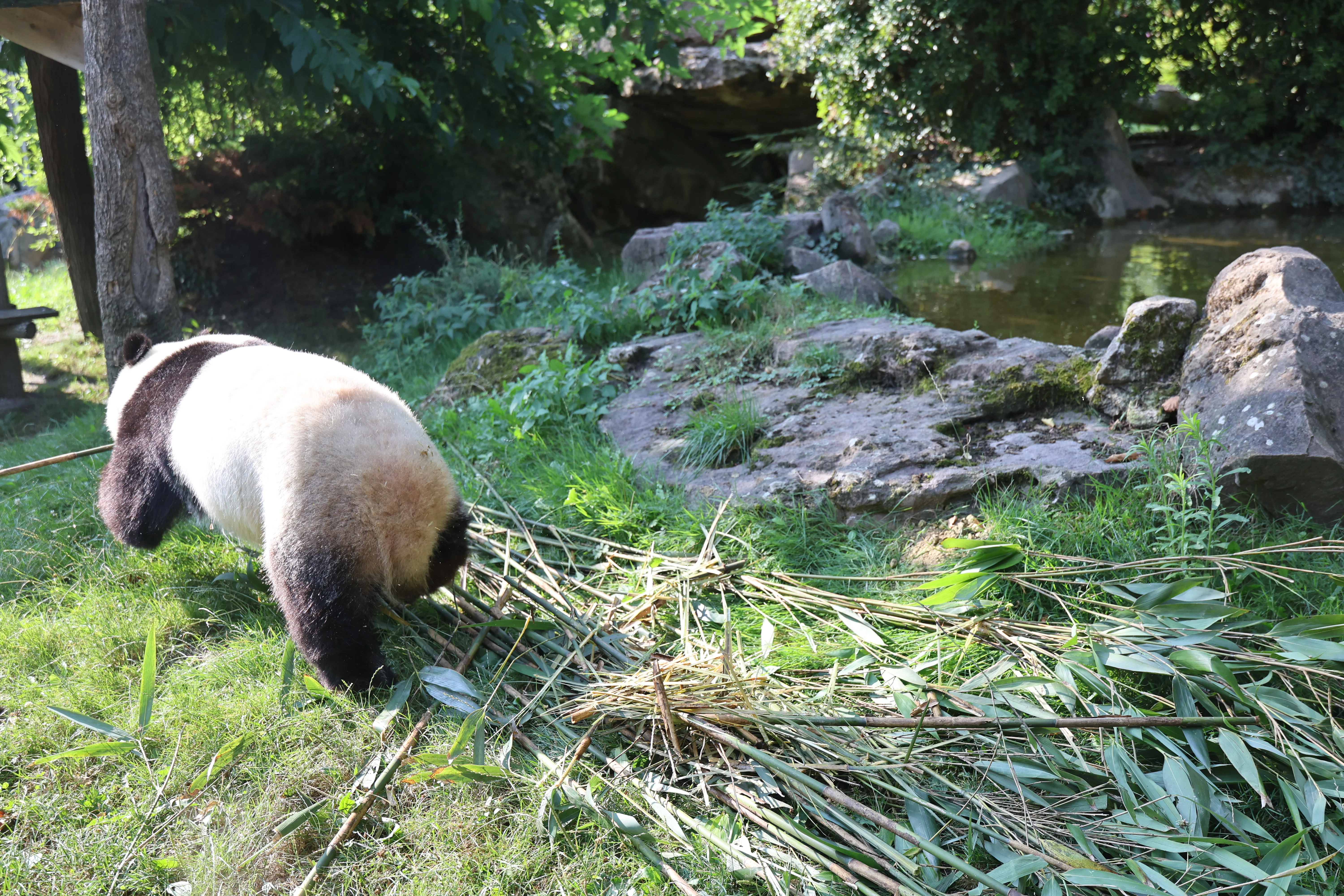 ZooParc de Beauval