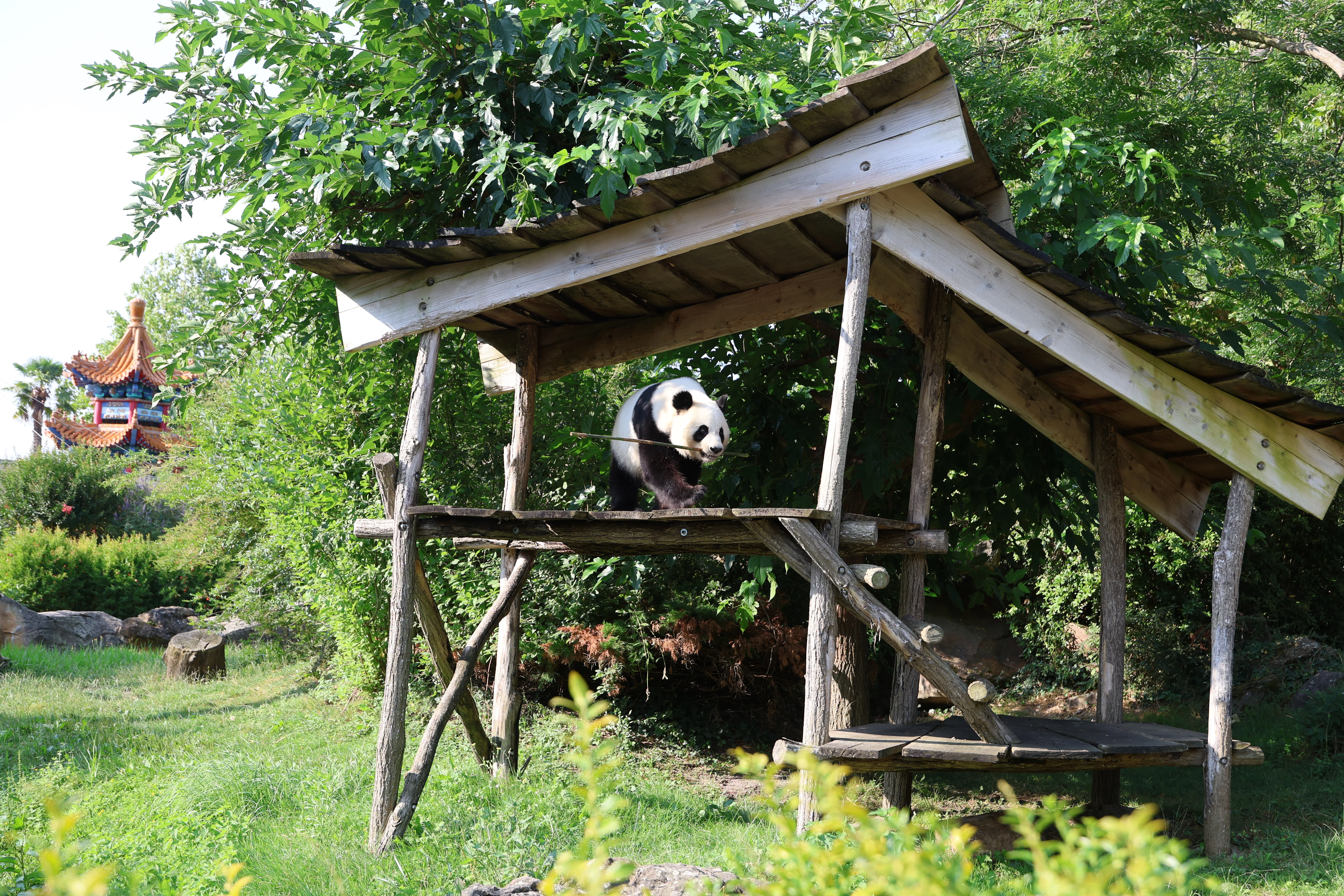 ZooParc de Beauval