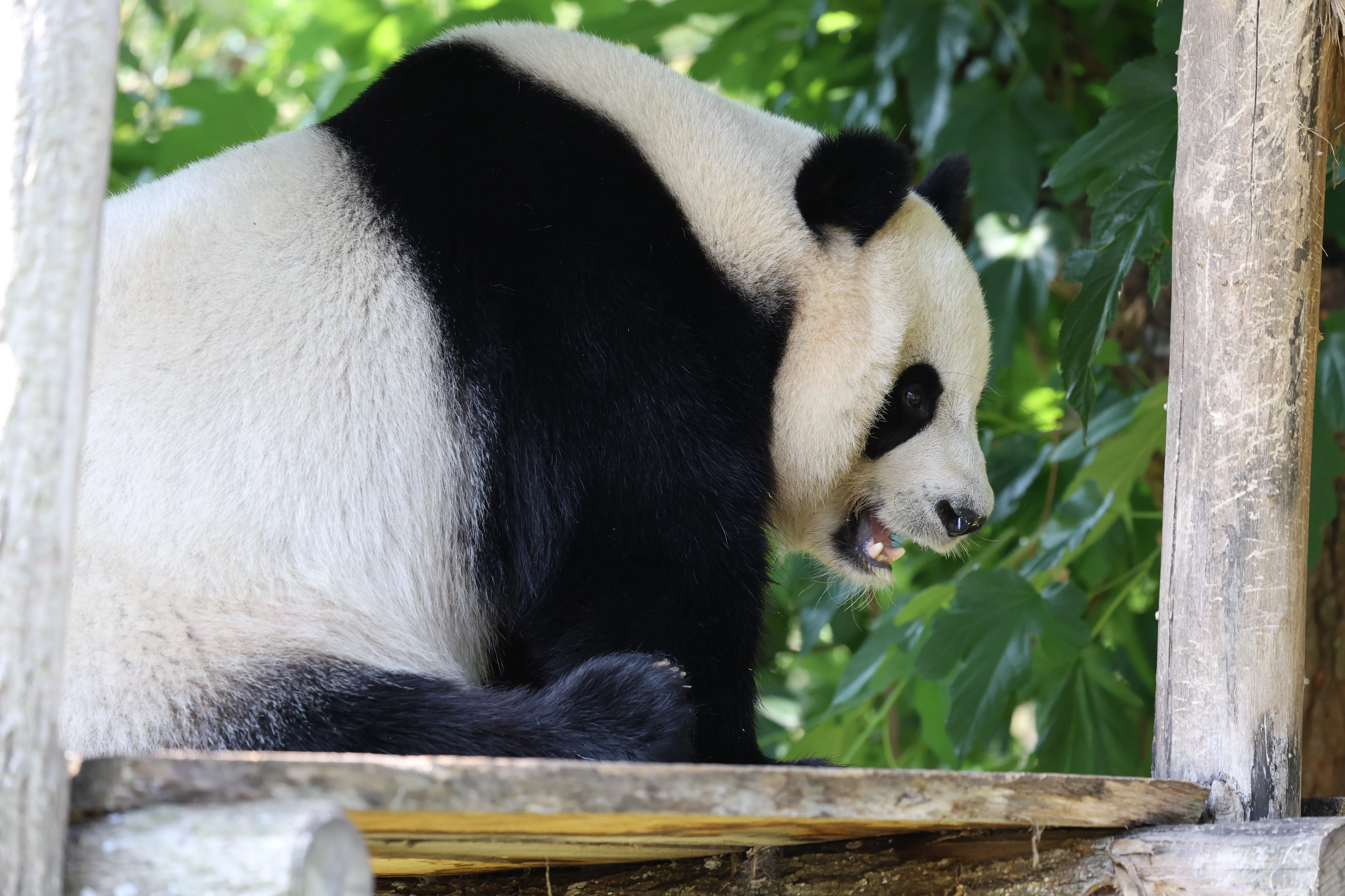 ZooParc de Beauval