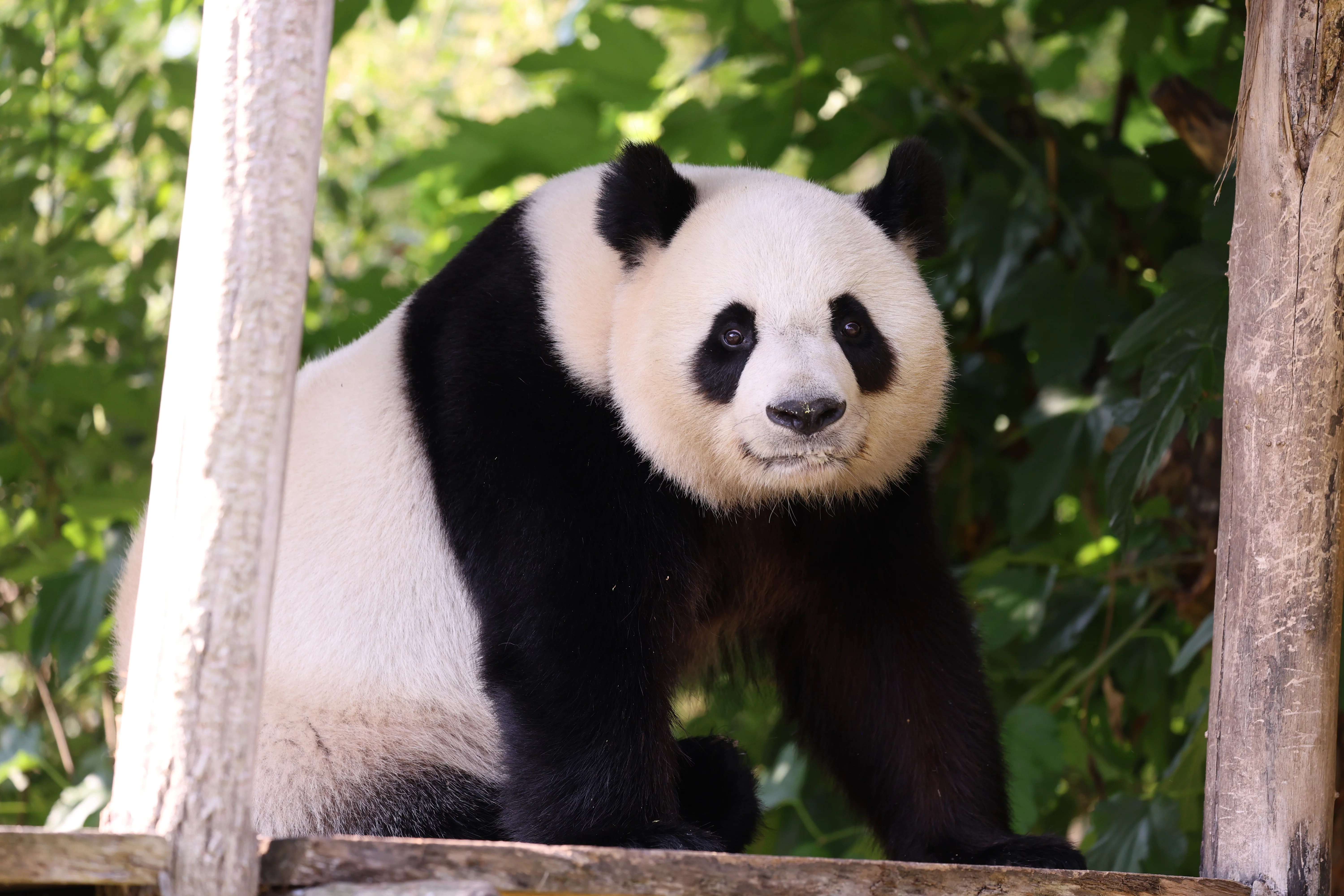 ZooParc de Beauval