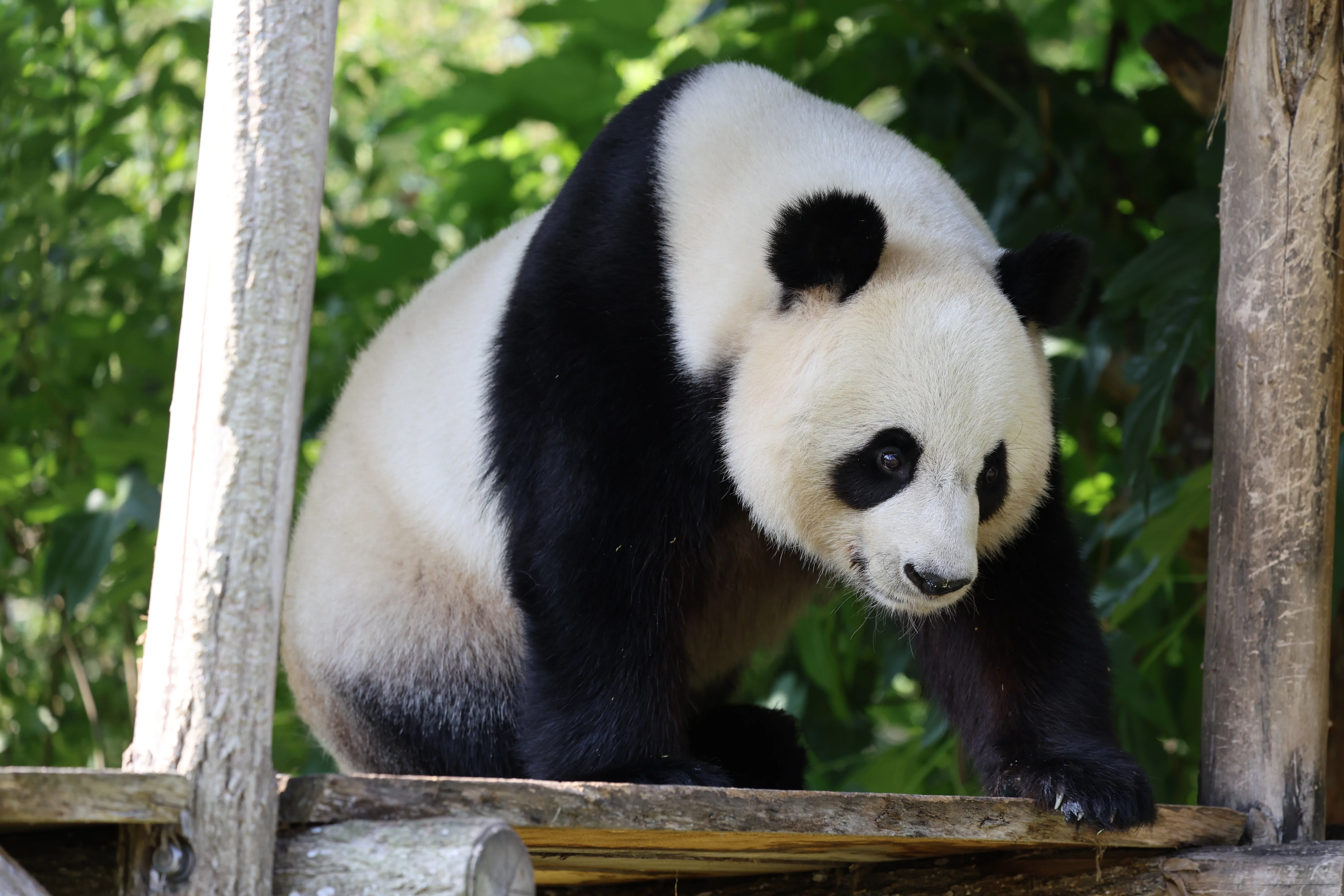 ZooParc de Beauval