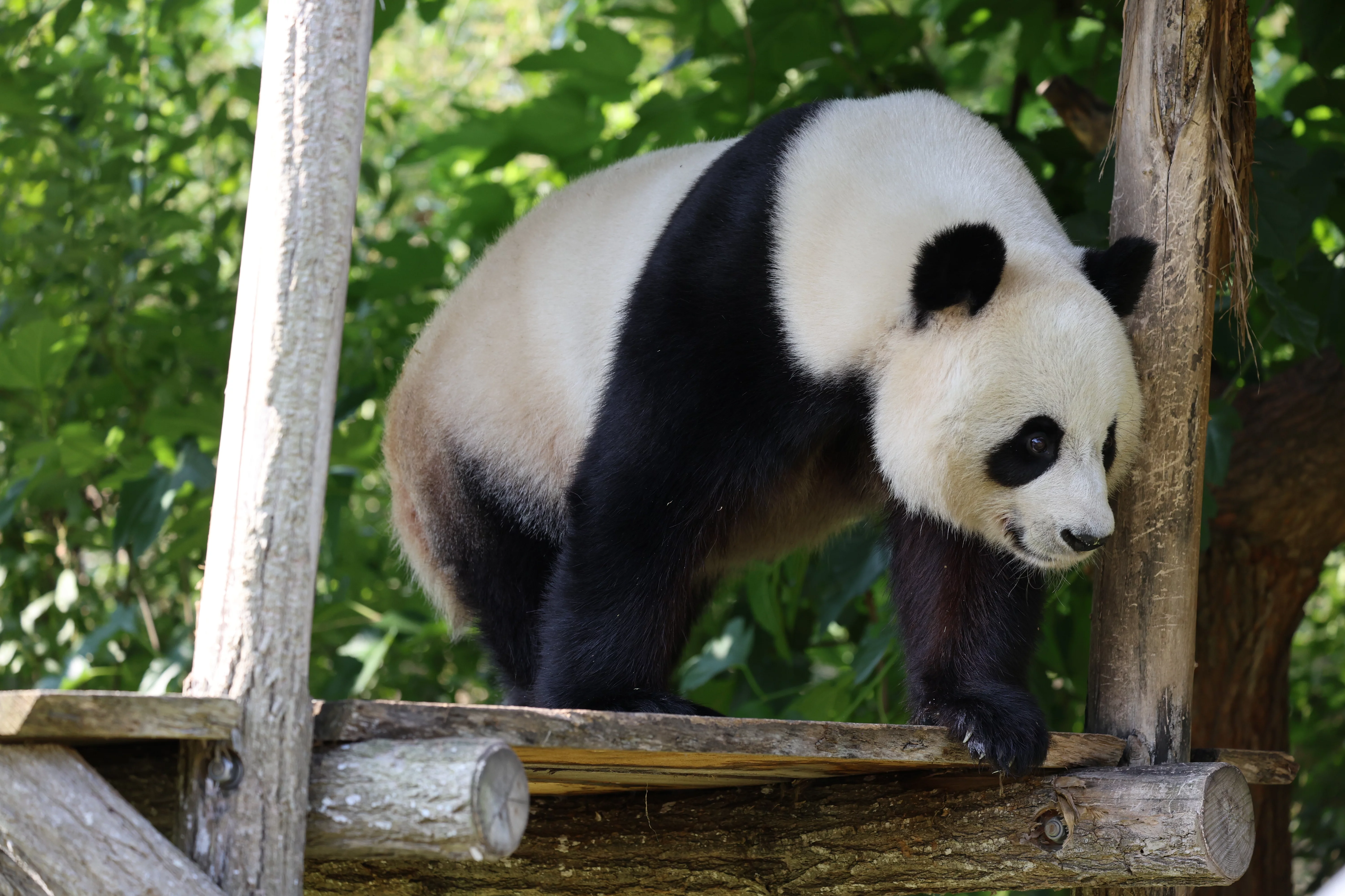 ZooParc de Beauval