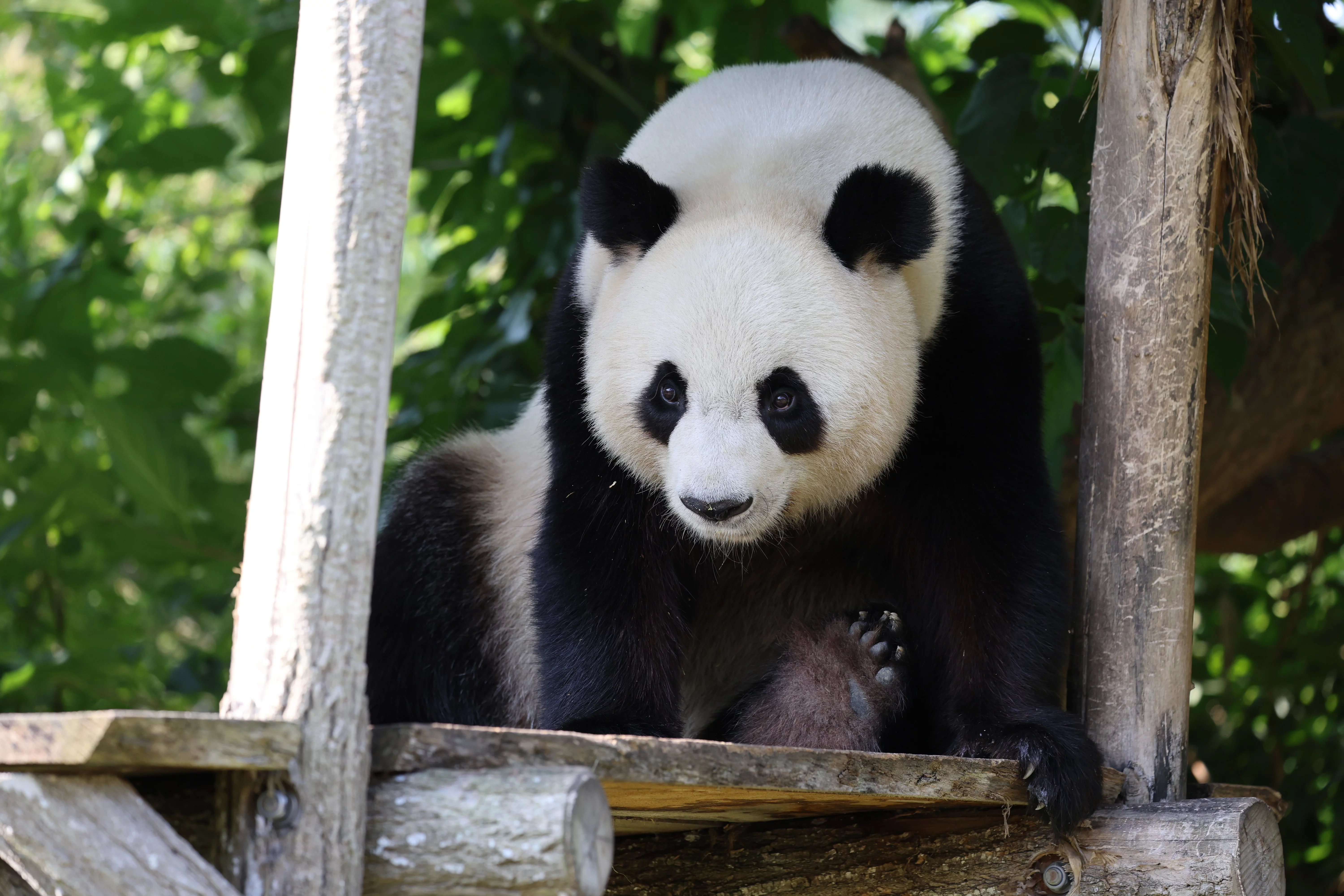 ZooParc de Beauval