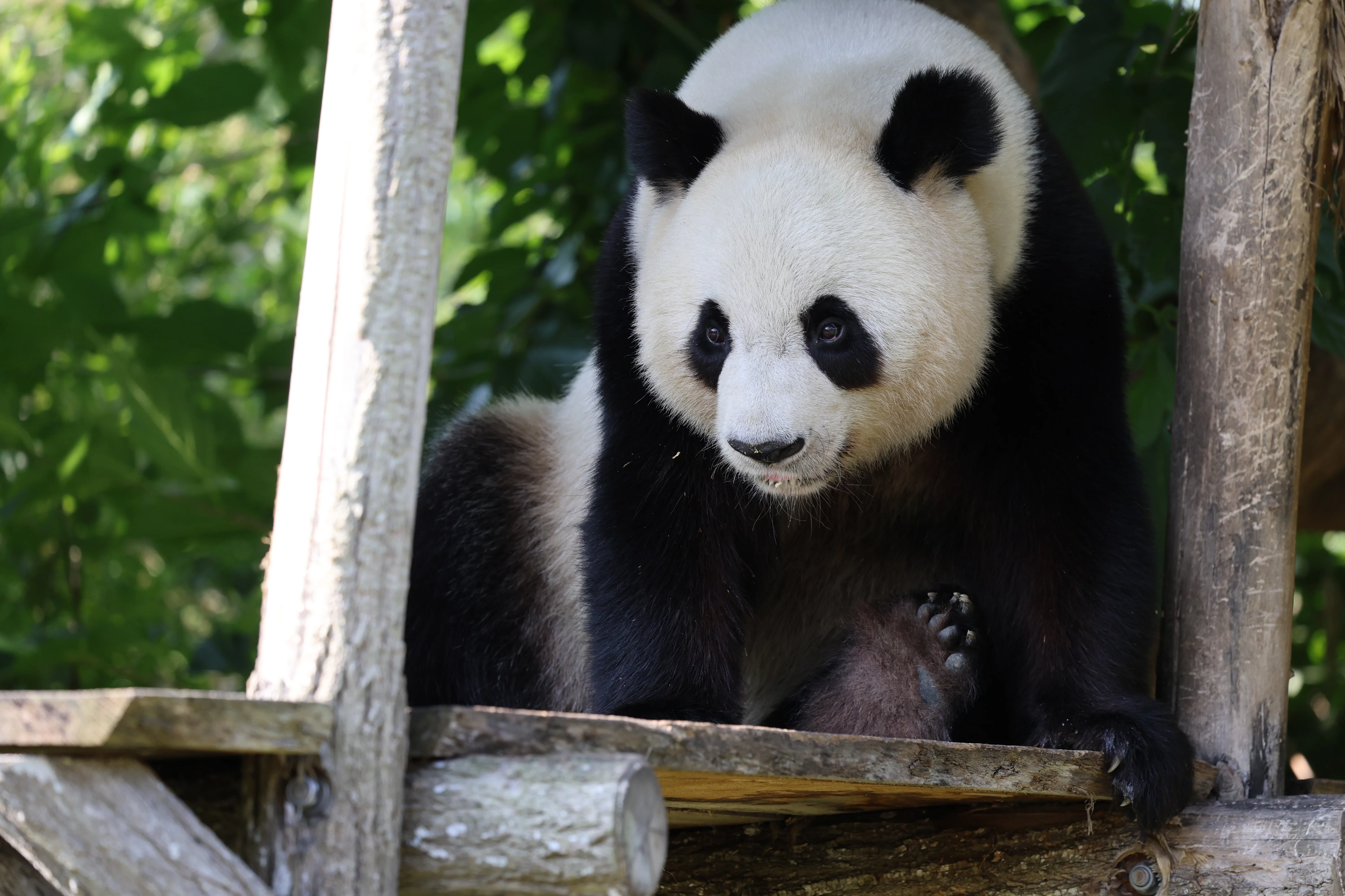 ZooParc de Beauval
