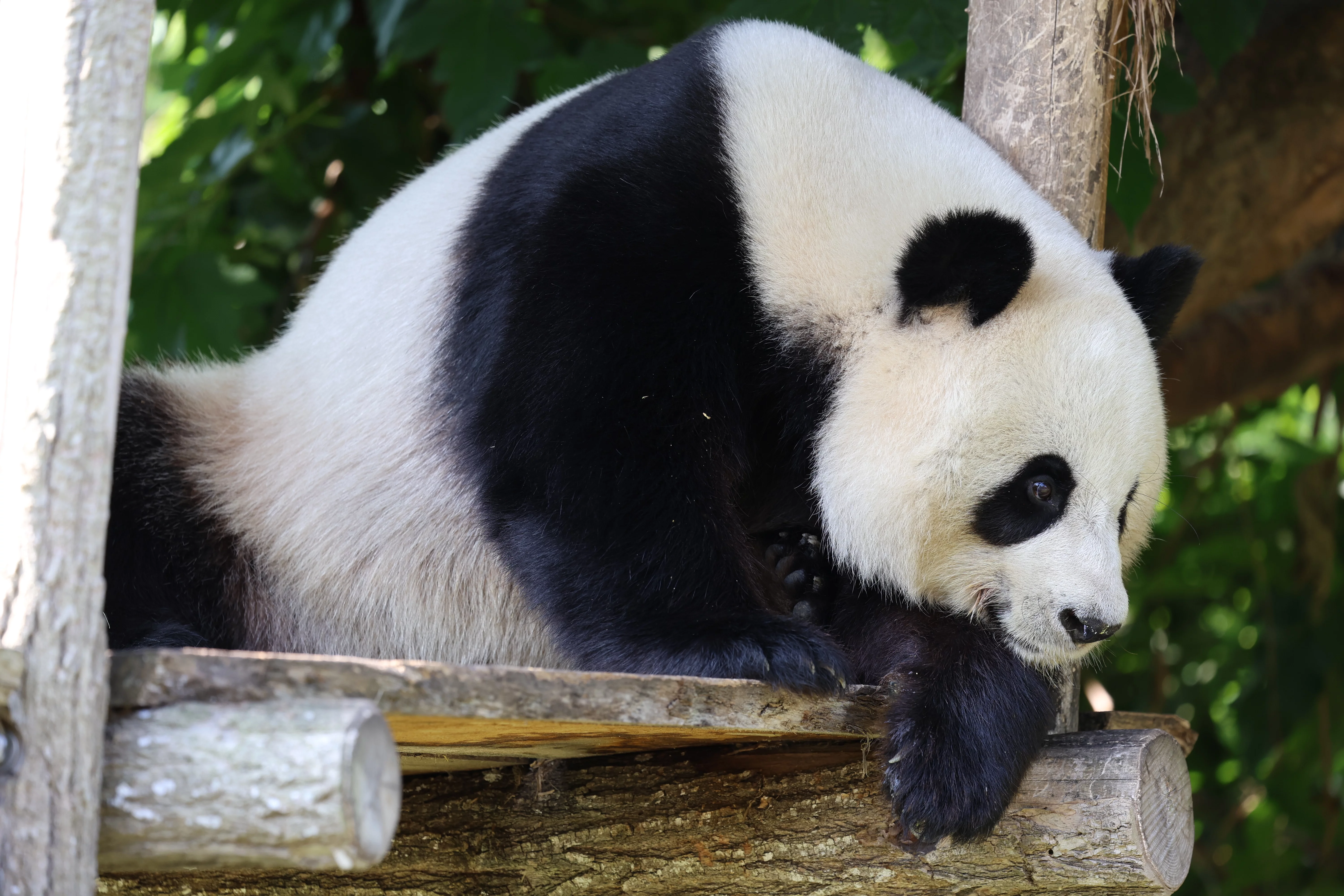 ZooParc de Beauval