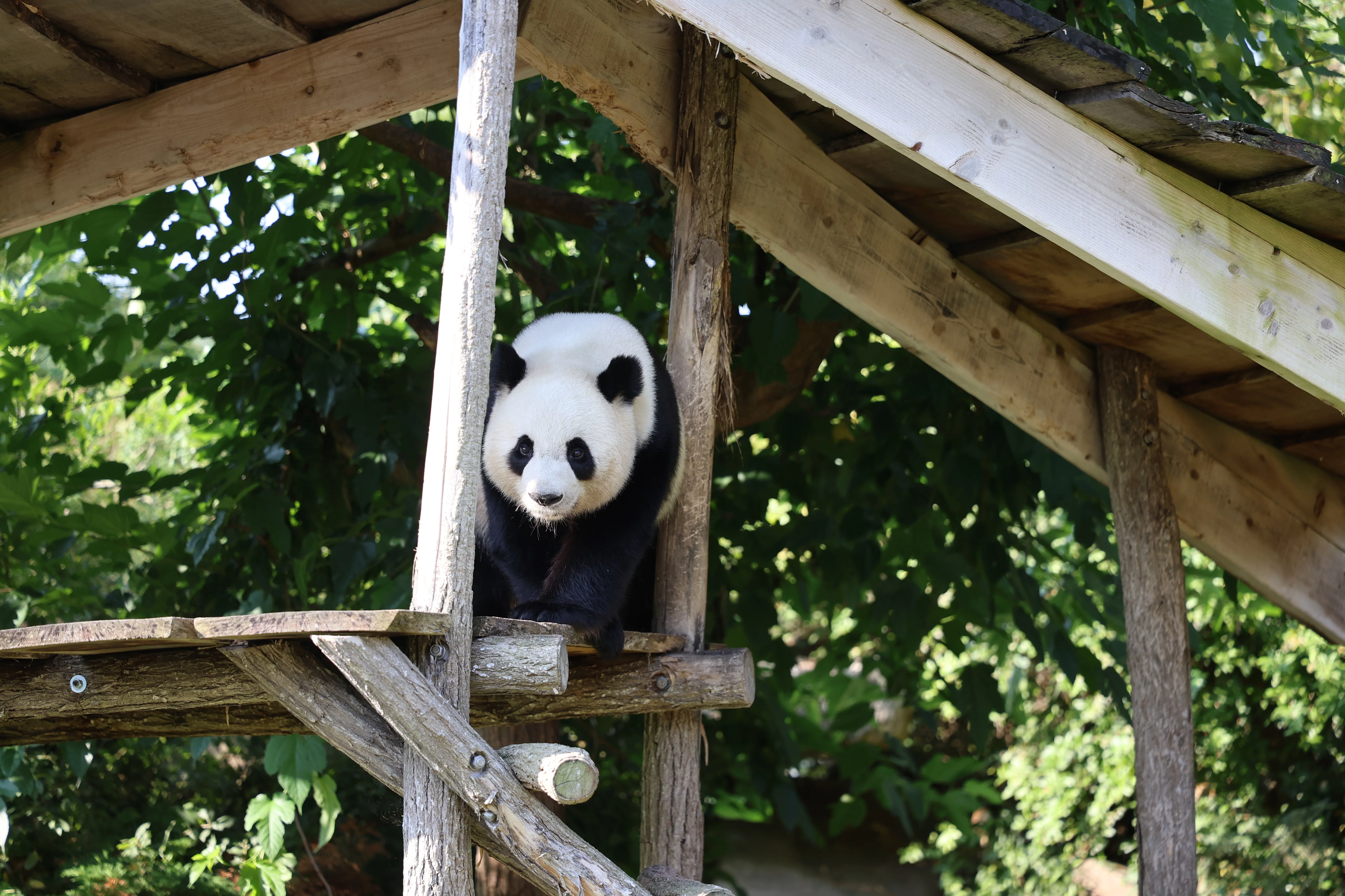 ZooParc de Beauval
