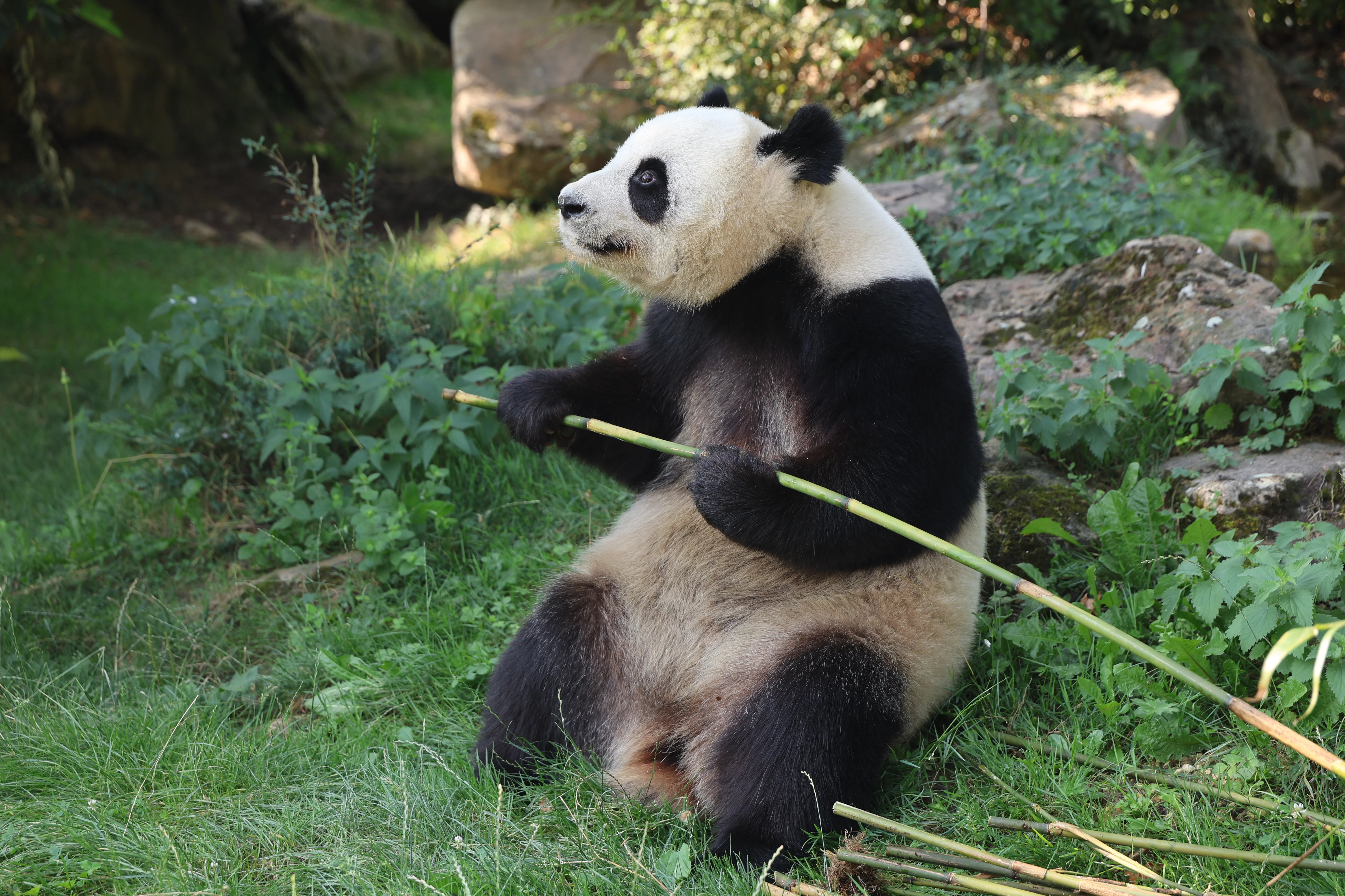 ZooParc de Beauval