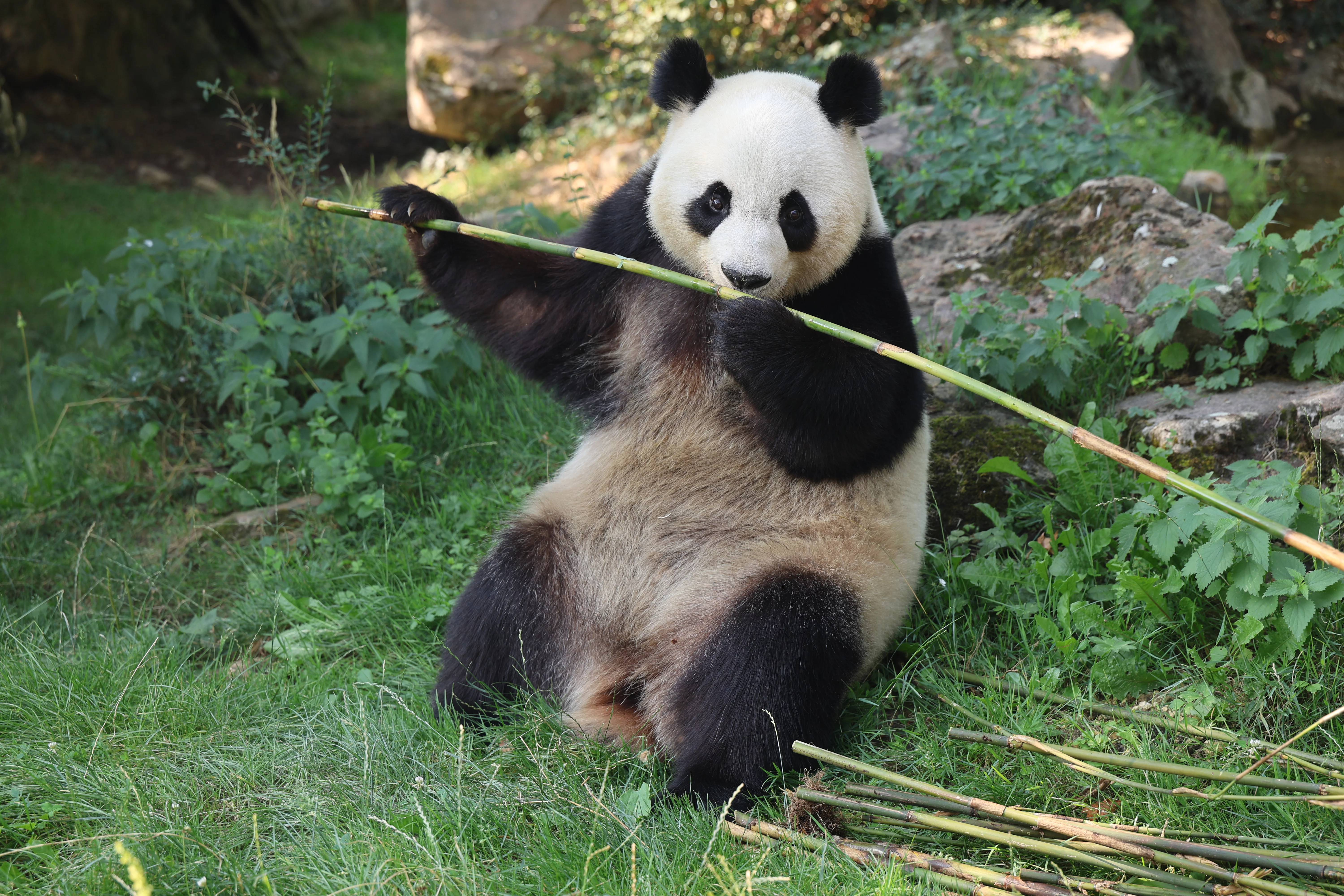 ZooParc de Beauval