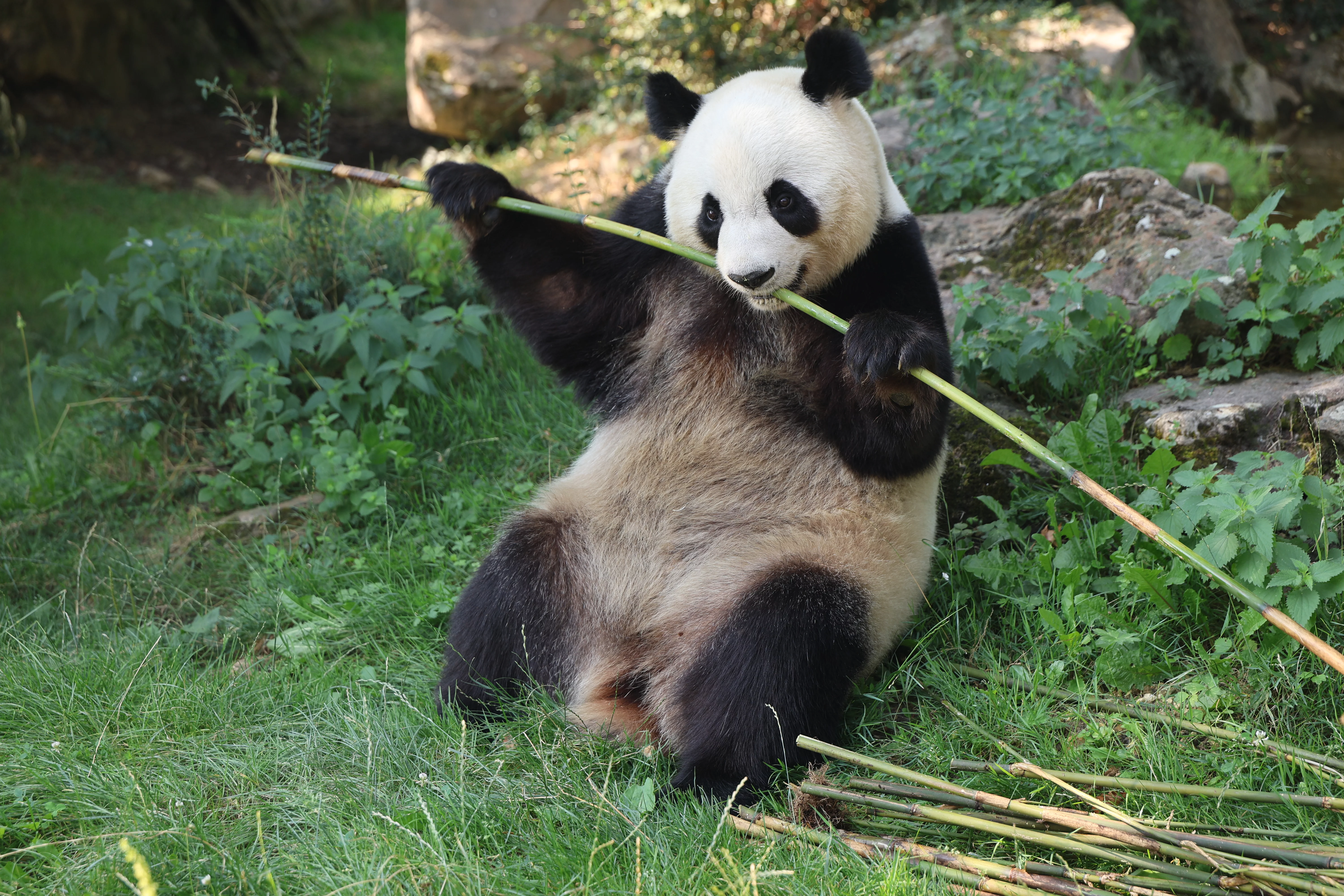 ZooParc de Beauval