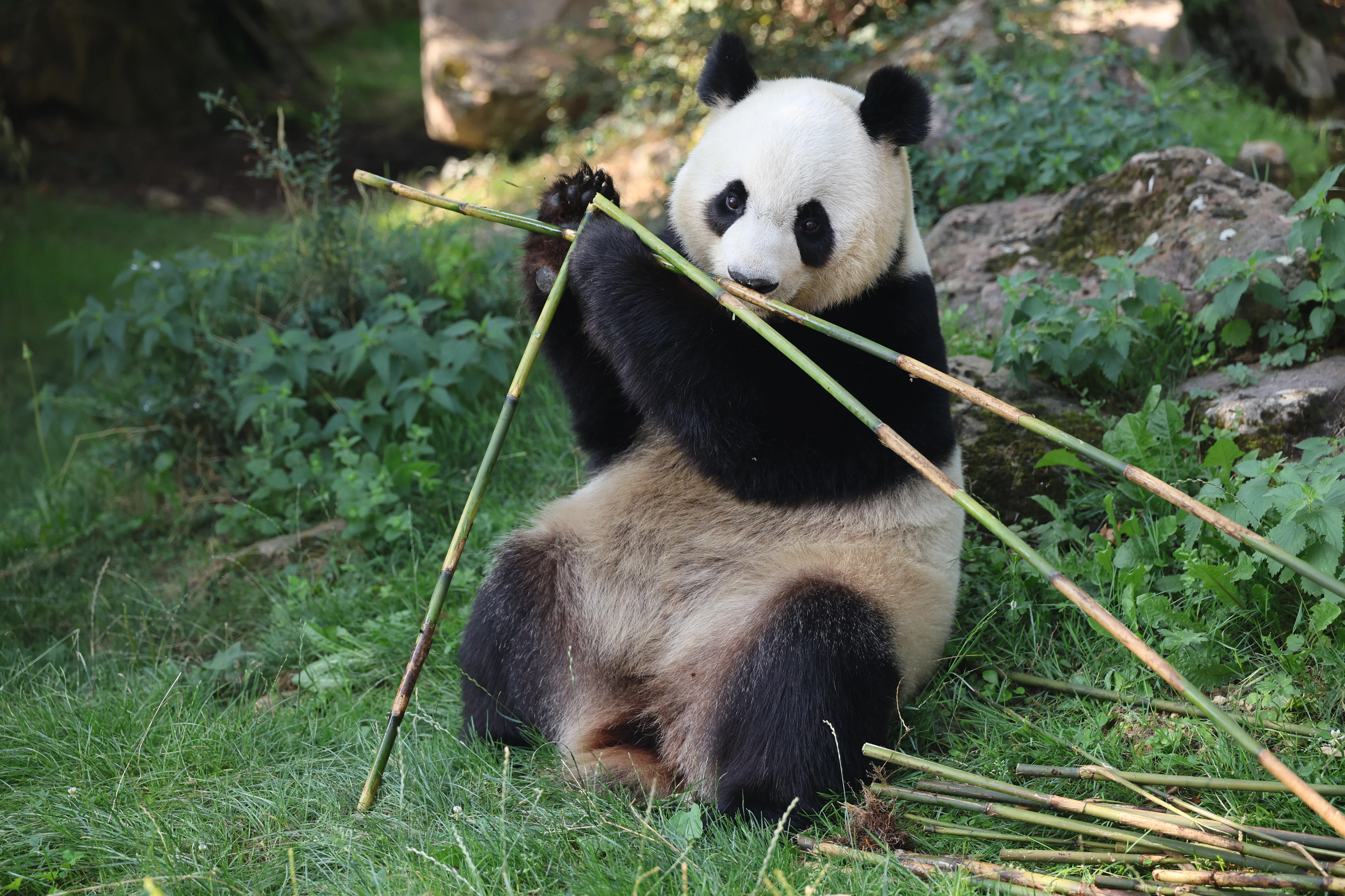 ZooParc de Beauval