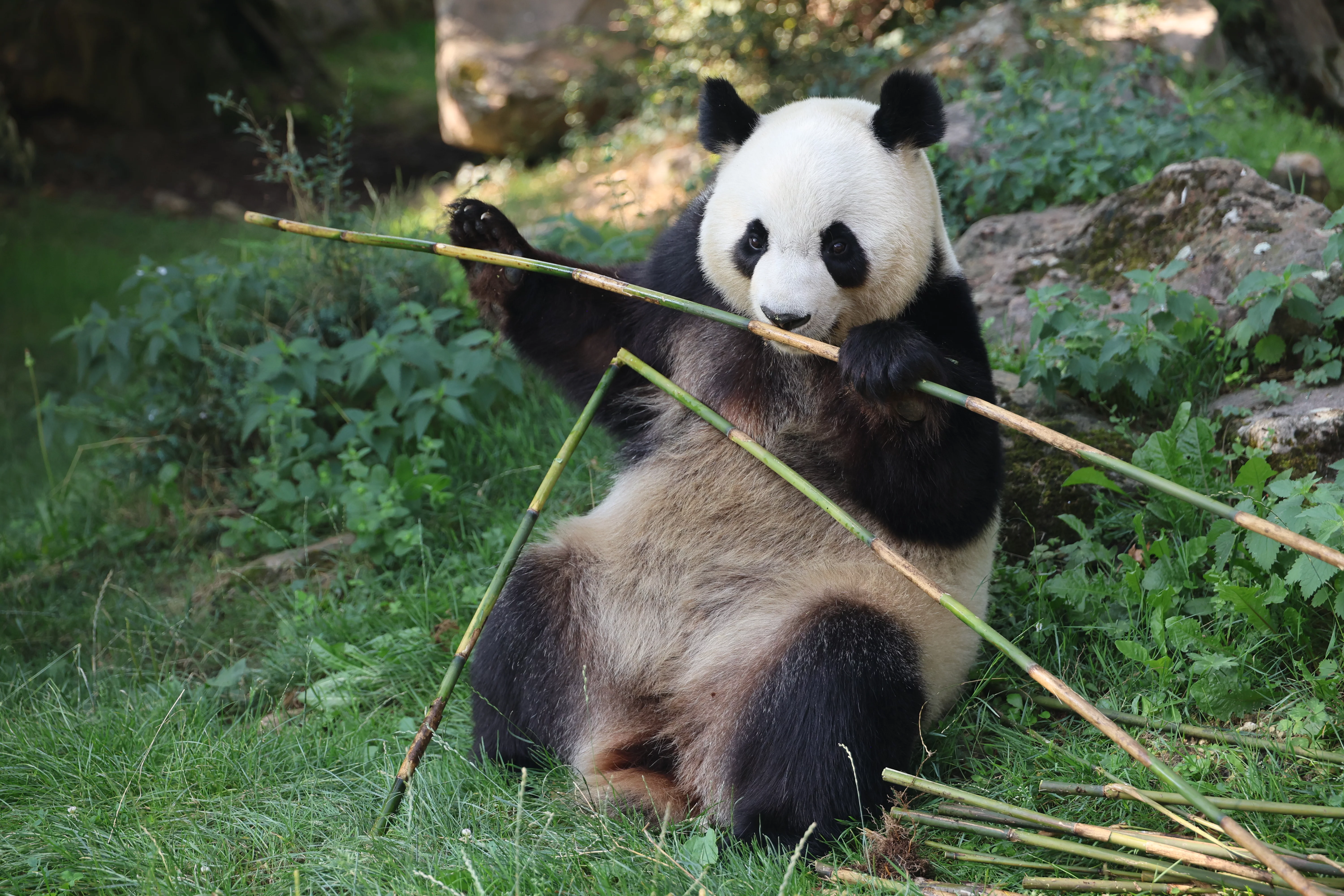 ZooParc de Beauval