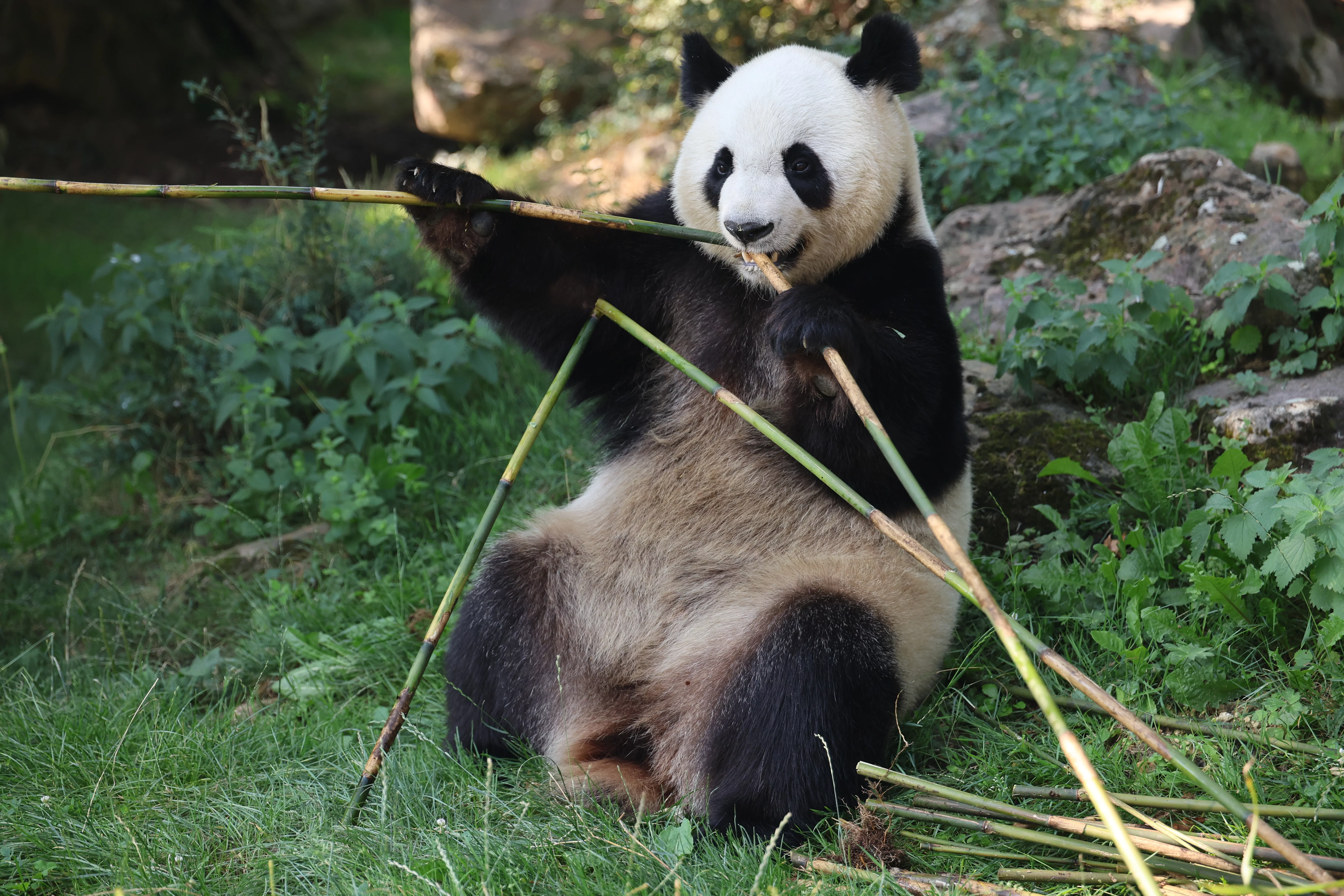 ZooParc de Beauval
