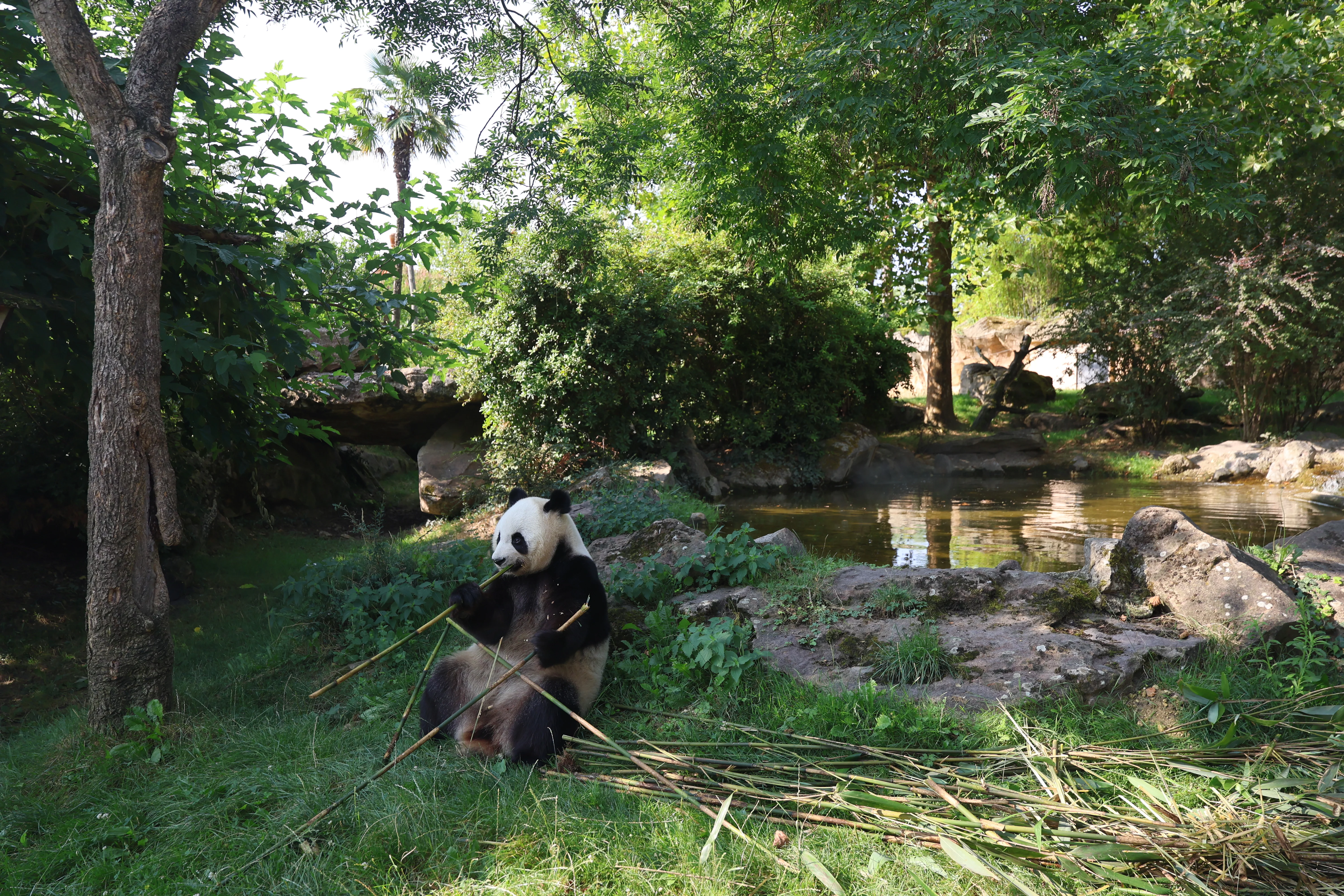 ZooParc de Beauval